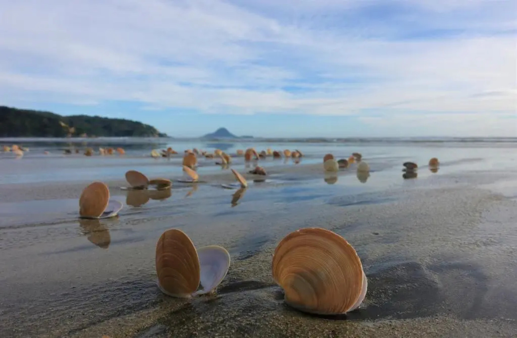 Beachpoint Apartments