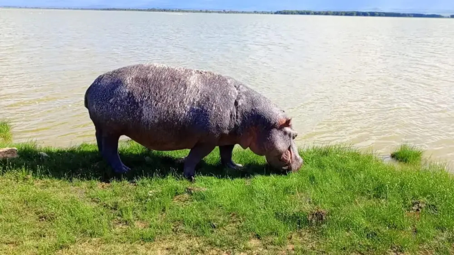 Amanya 2 Rooms Girraffe Family Tent
