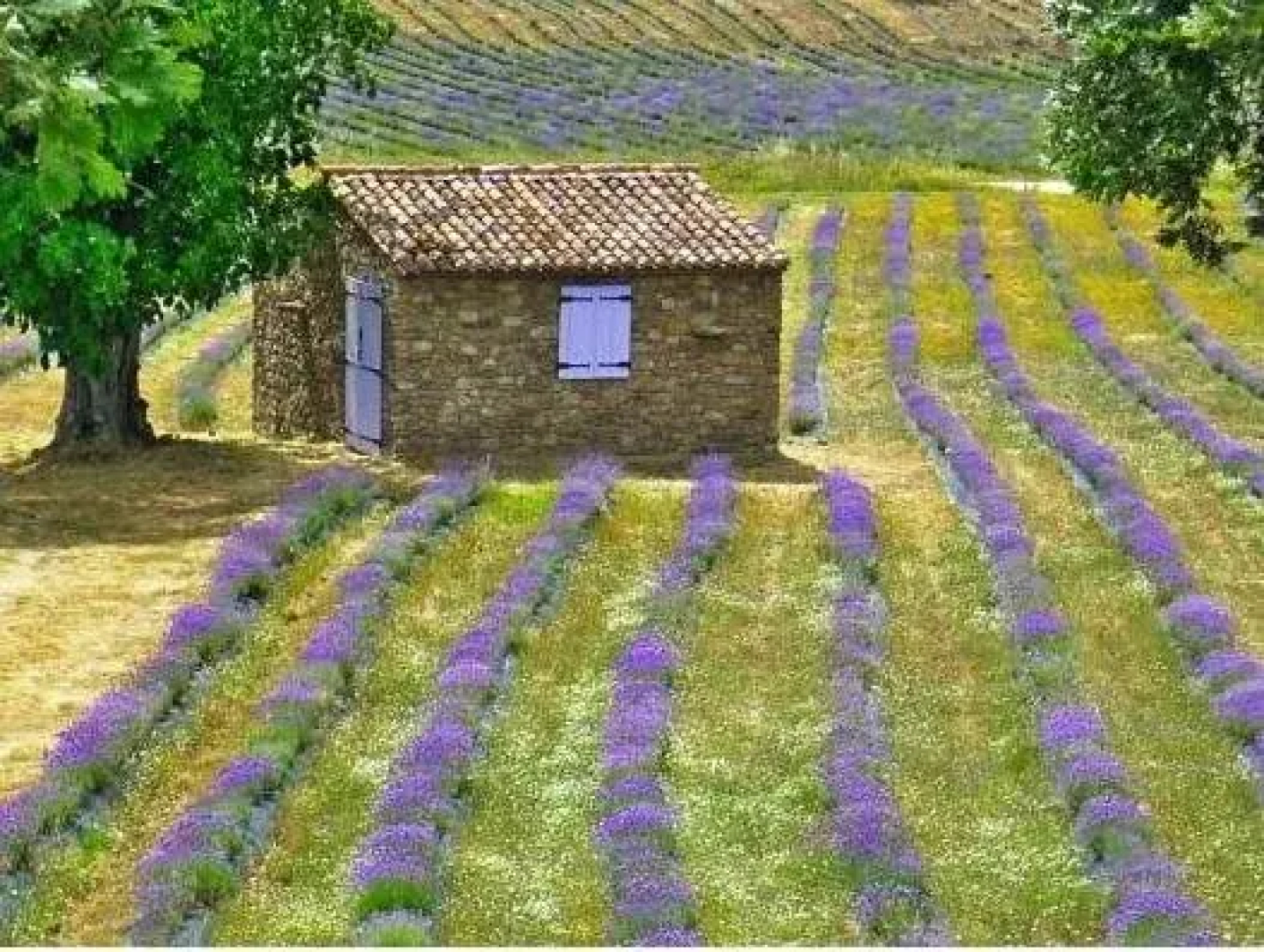 Quinta das Lavandas