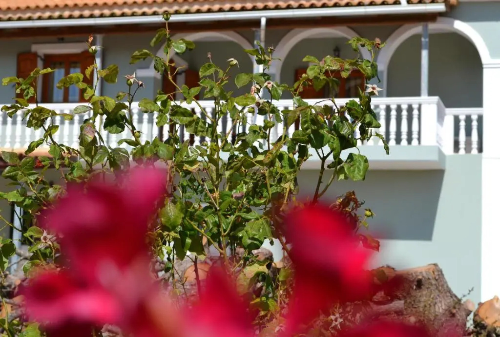 Pine tree Apartment & sunset