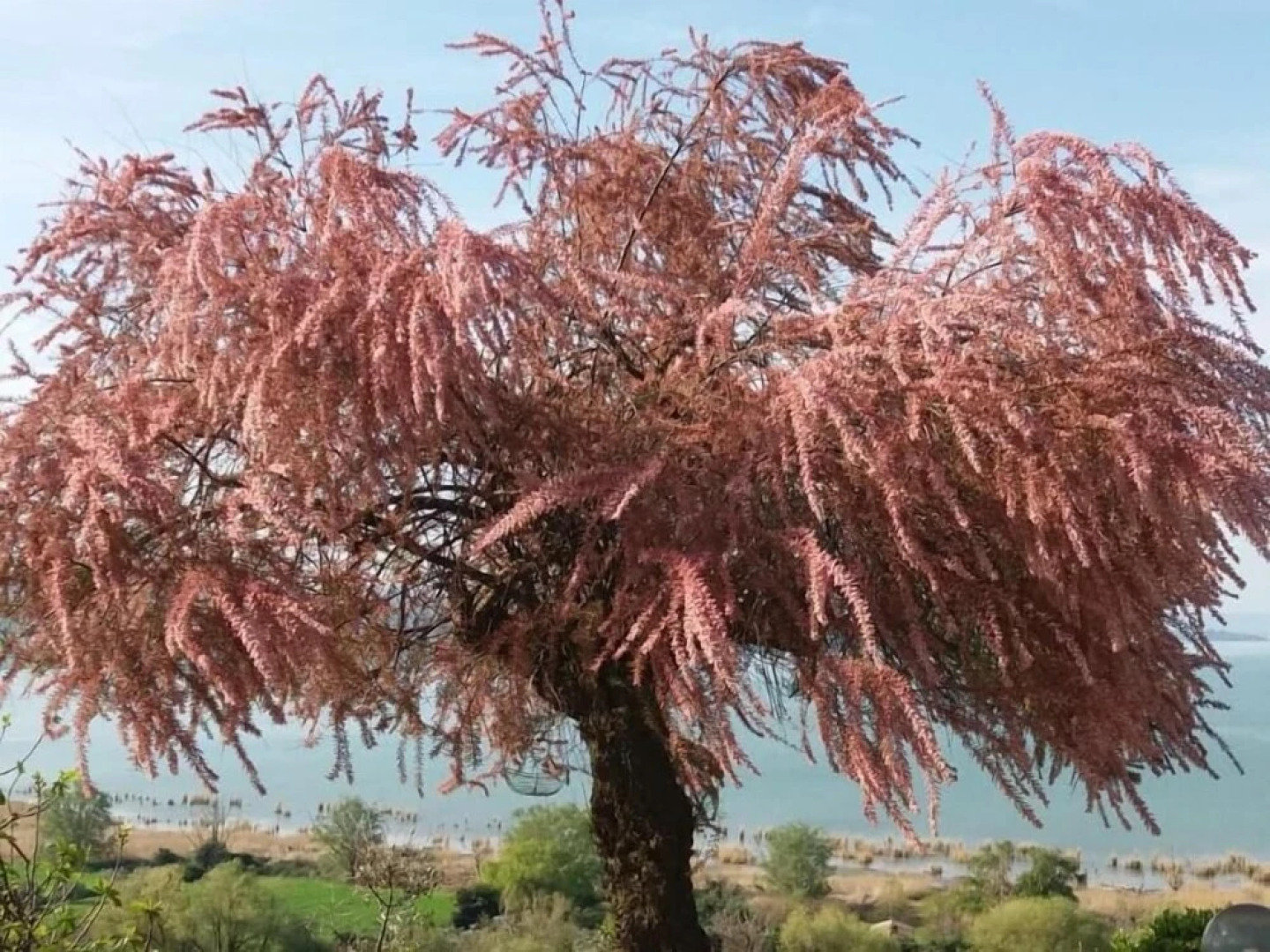 B&B Torre del Lago Trasimeno