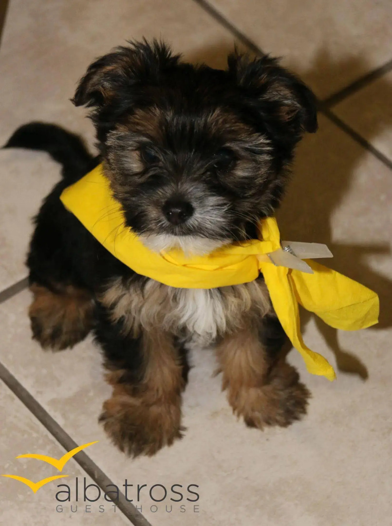 Albatross Guesthouse