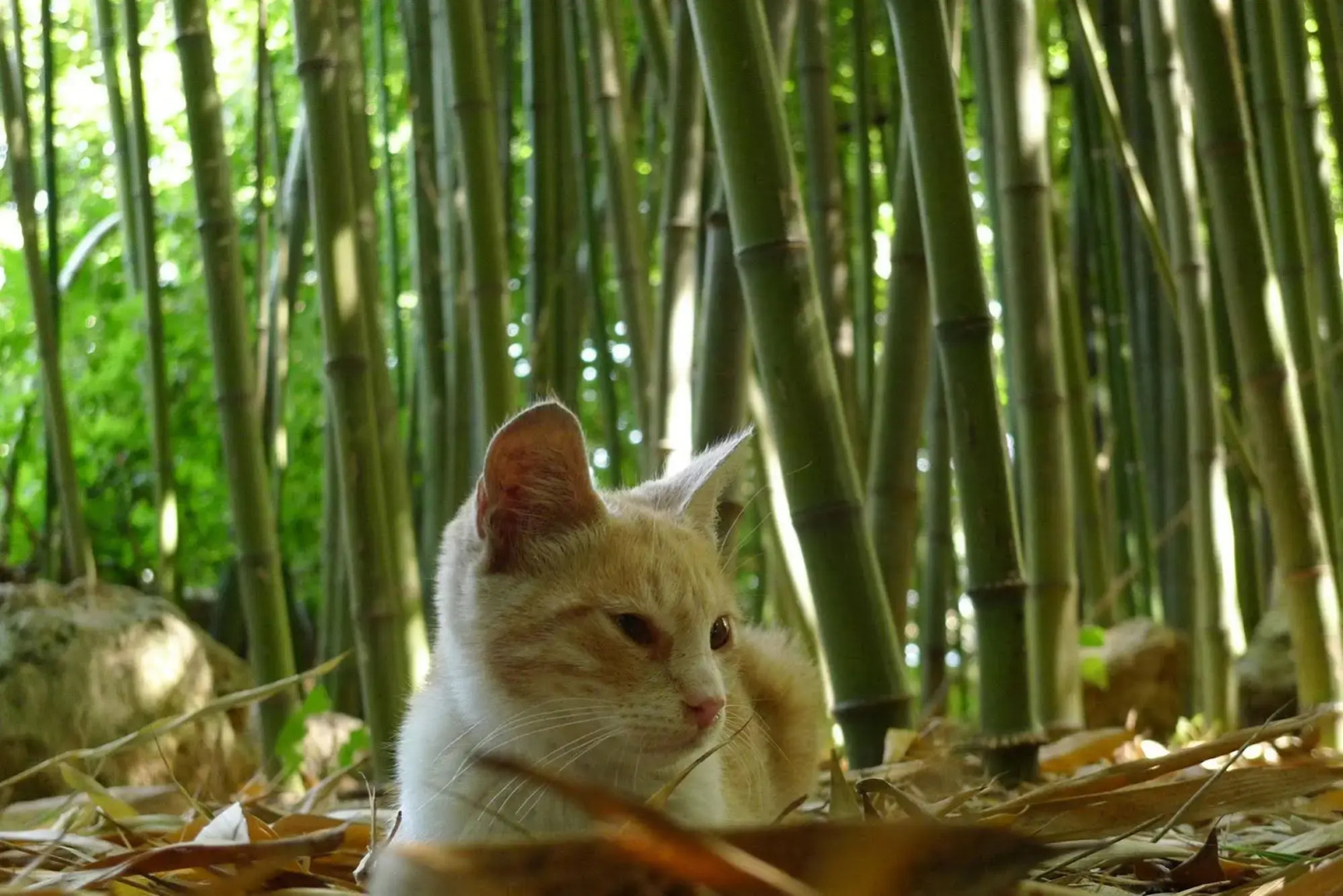 Wiki Hostel & Greenvillage