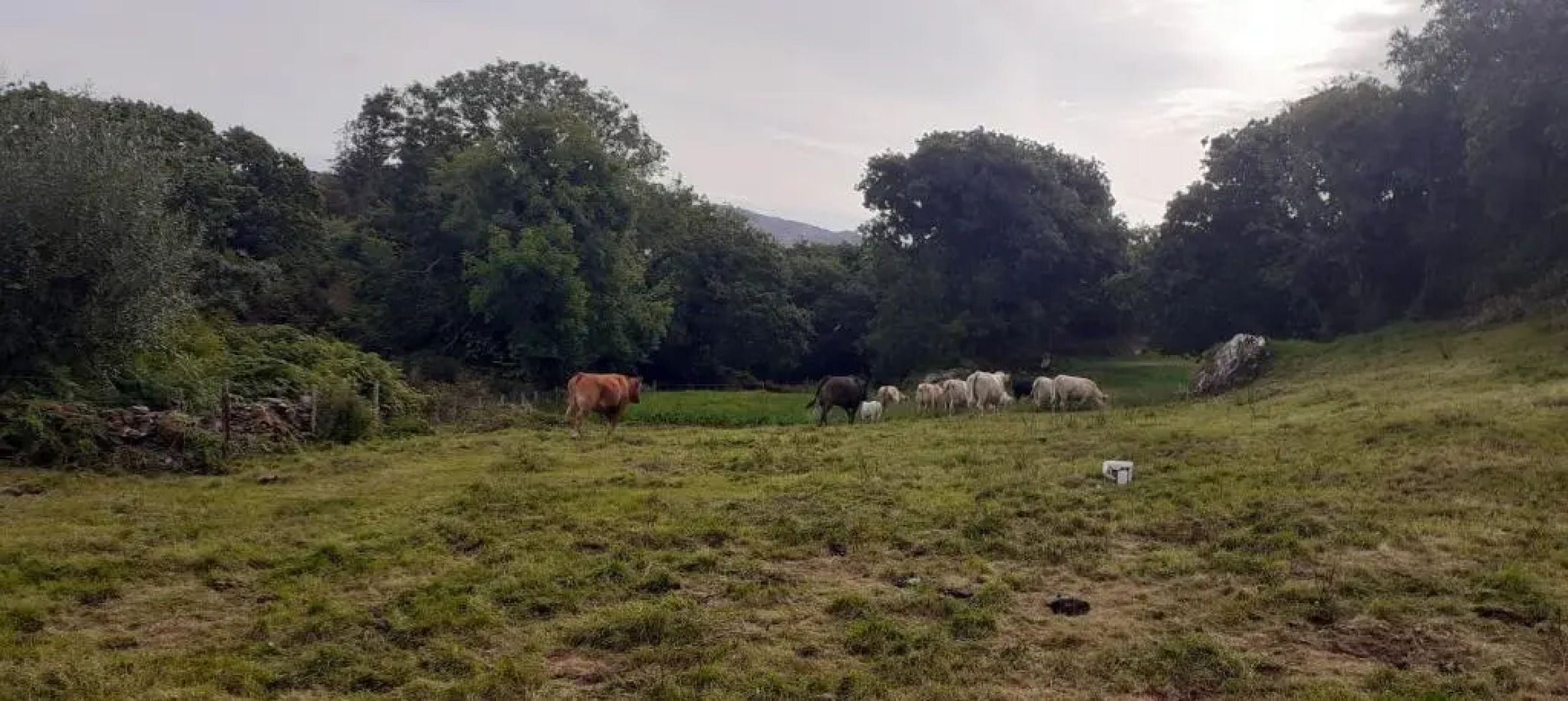 Cuckoo Tree House, Glengarriff, Beara Peninsula
