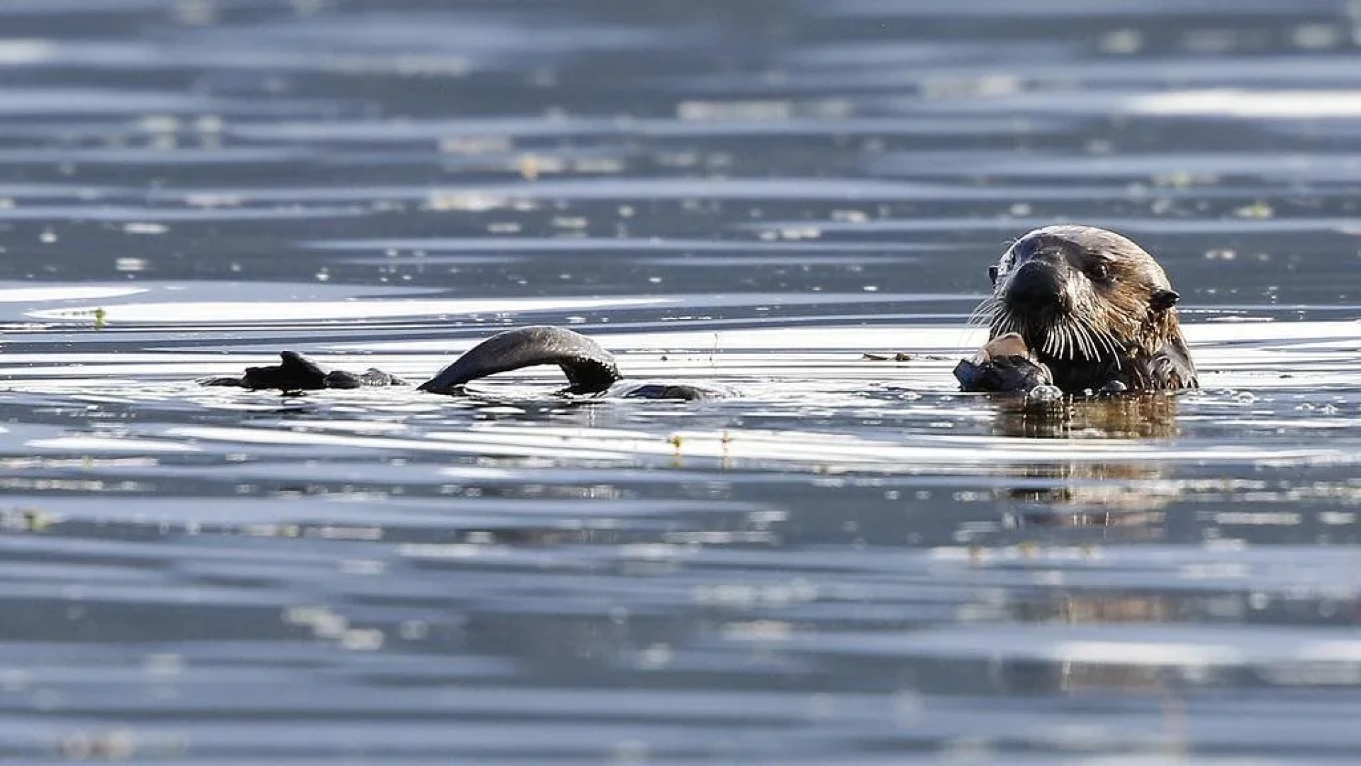 Dolphin House  Bed & Breakfast