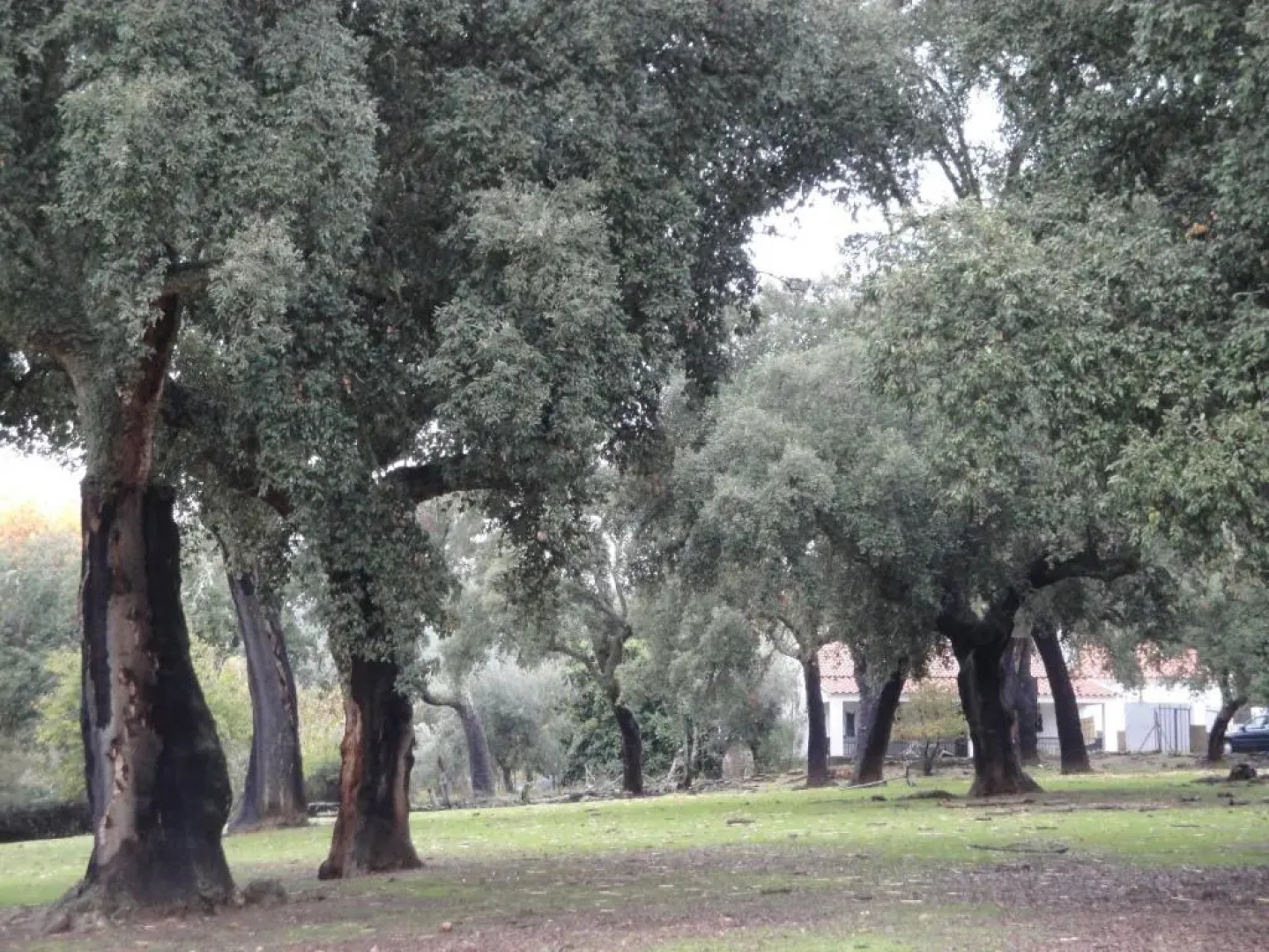 Casa Rural Sierra San Mamede