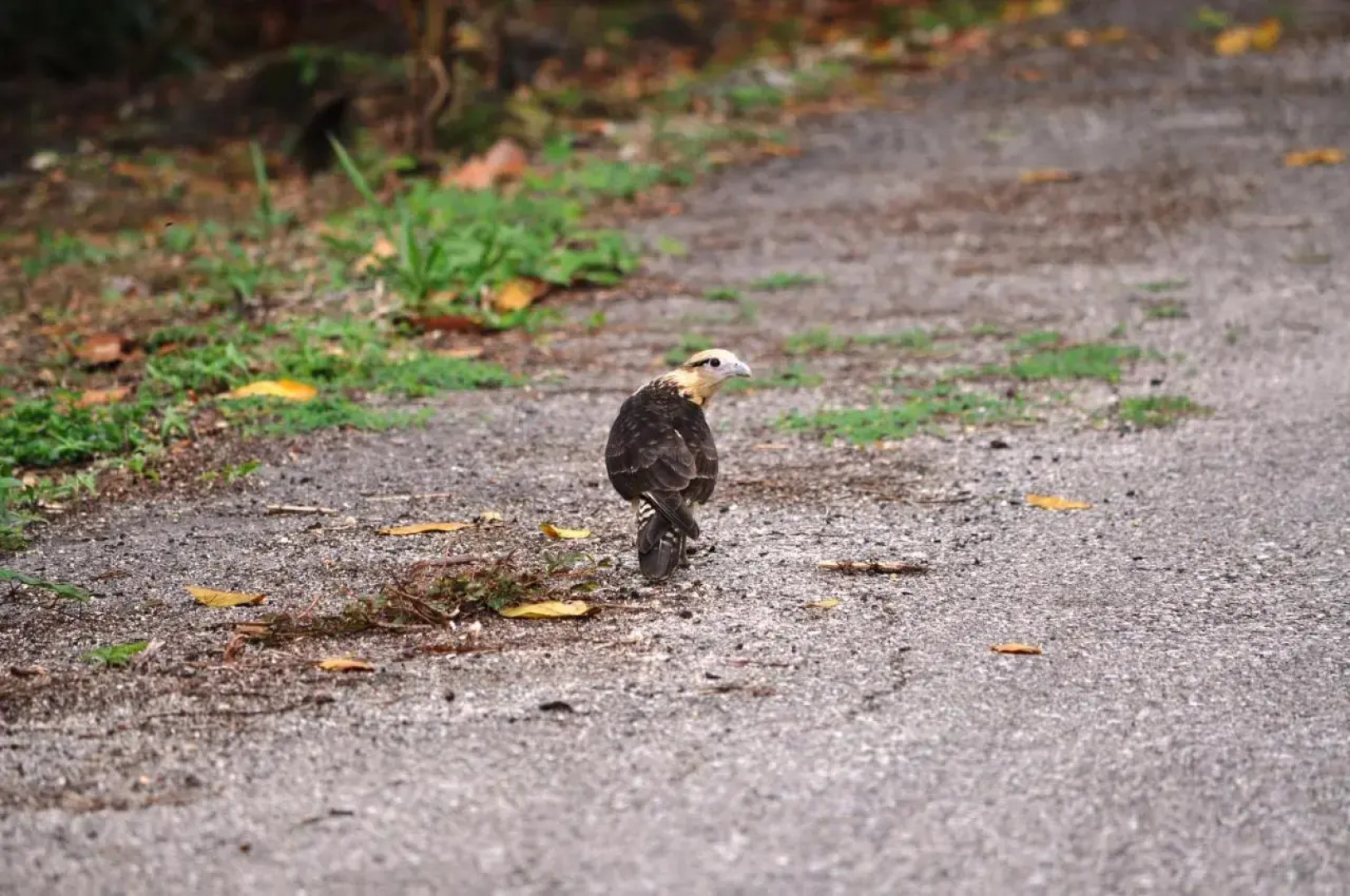 The Leatherback Lodge