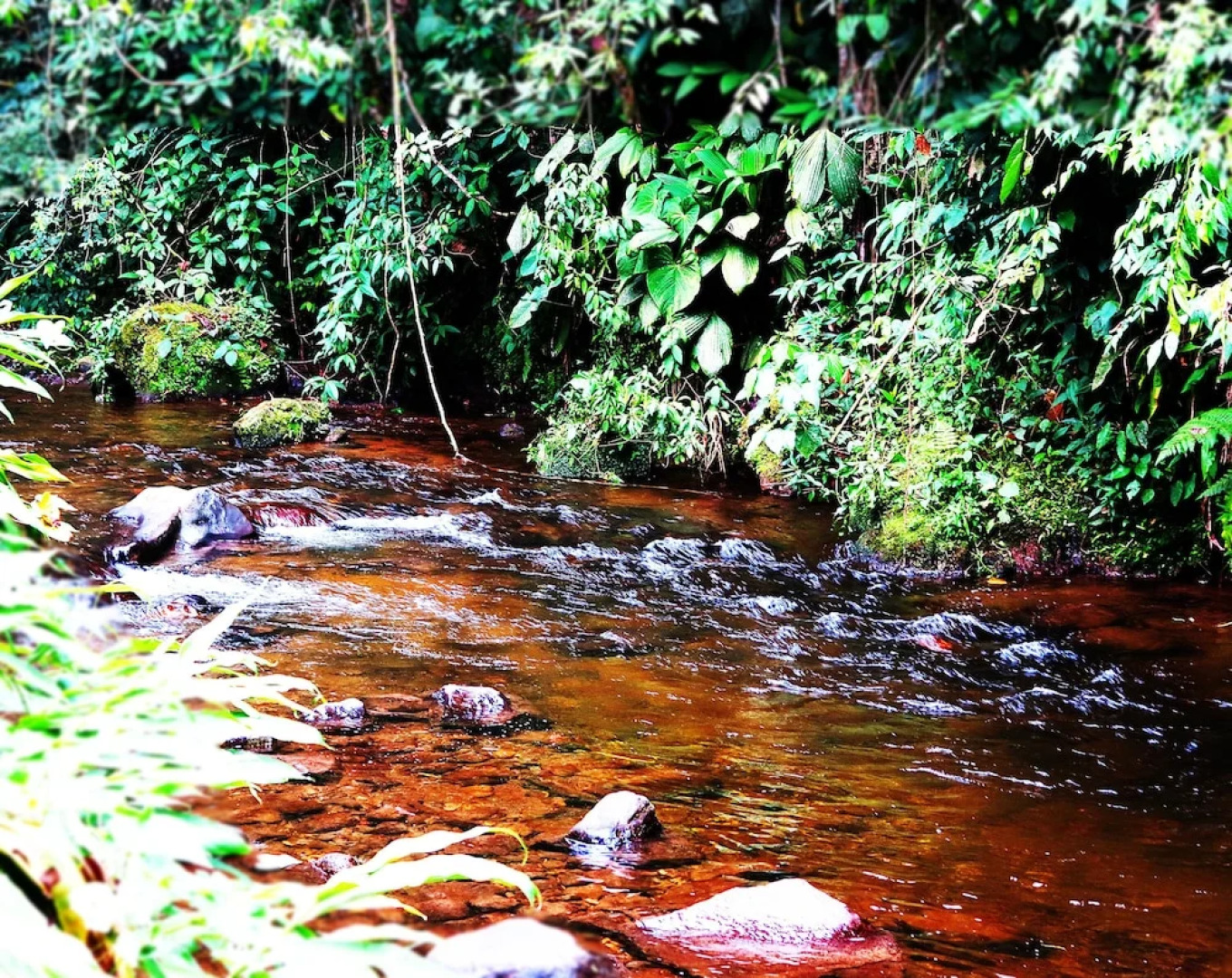 Refugio Puente Explanacion Ecolodge