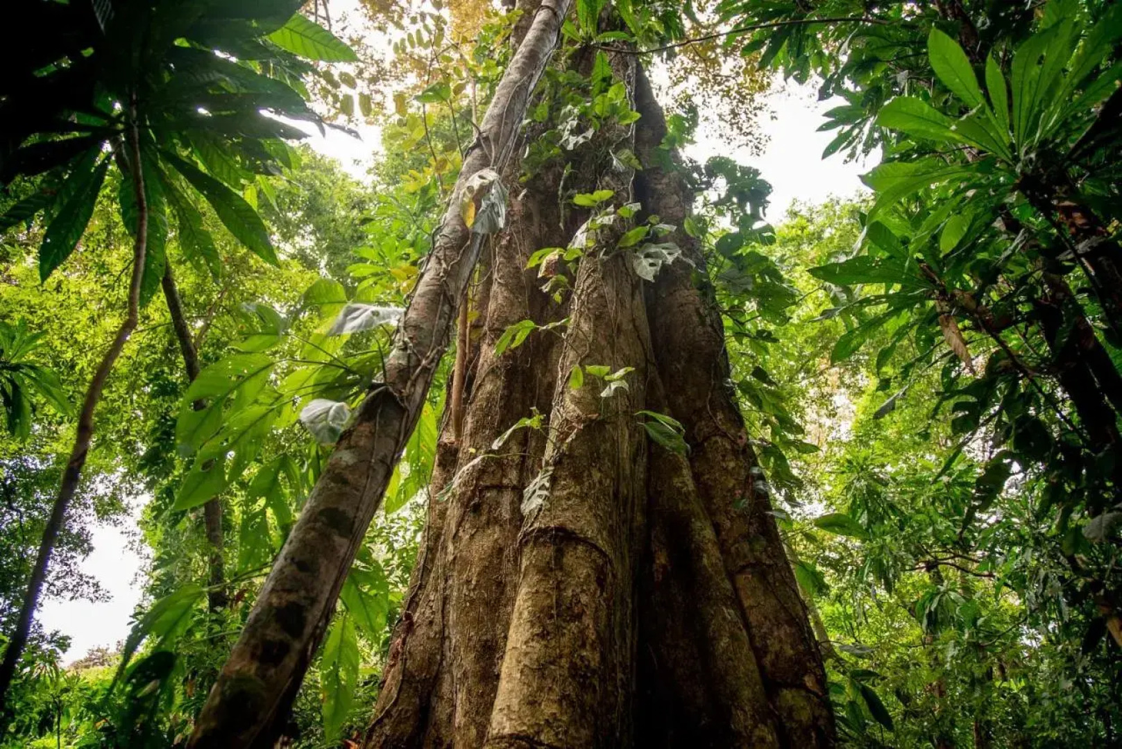 The Resort at Isla Palenque