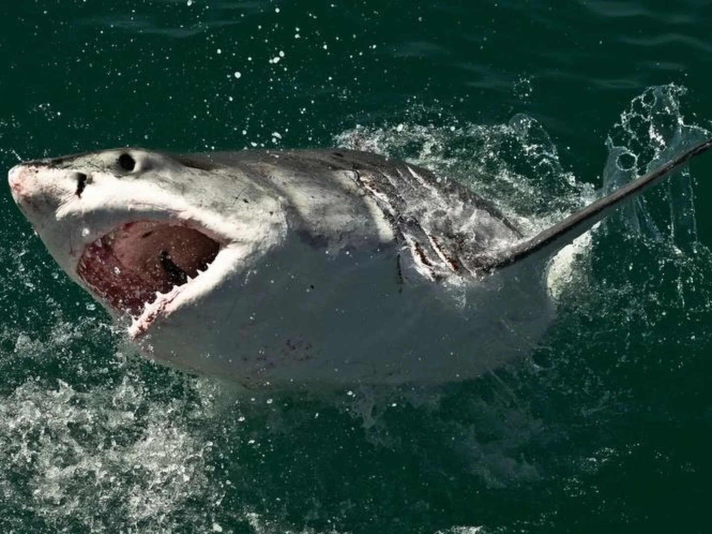 Royal Whale Watching