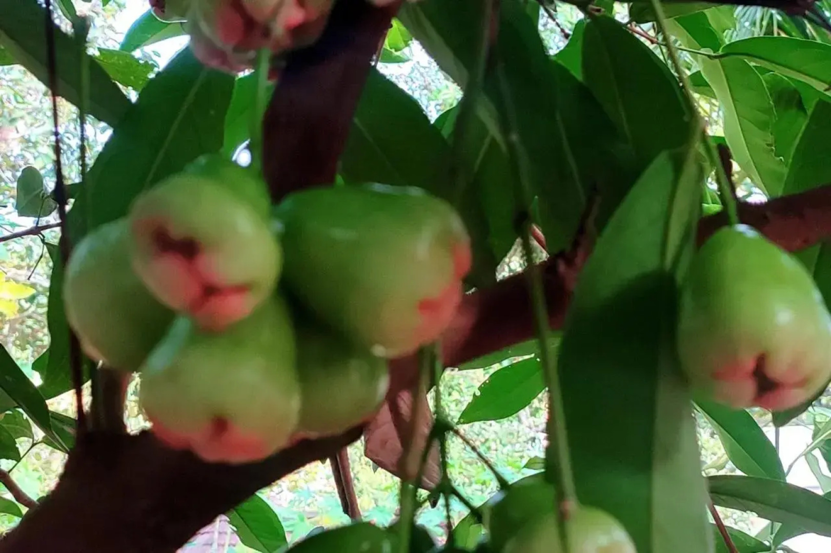 Vivaresidence Homestay