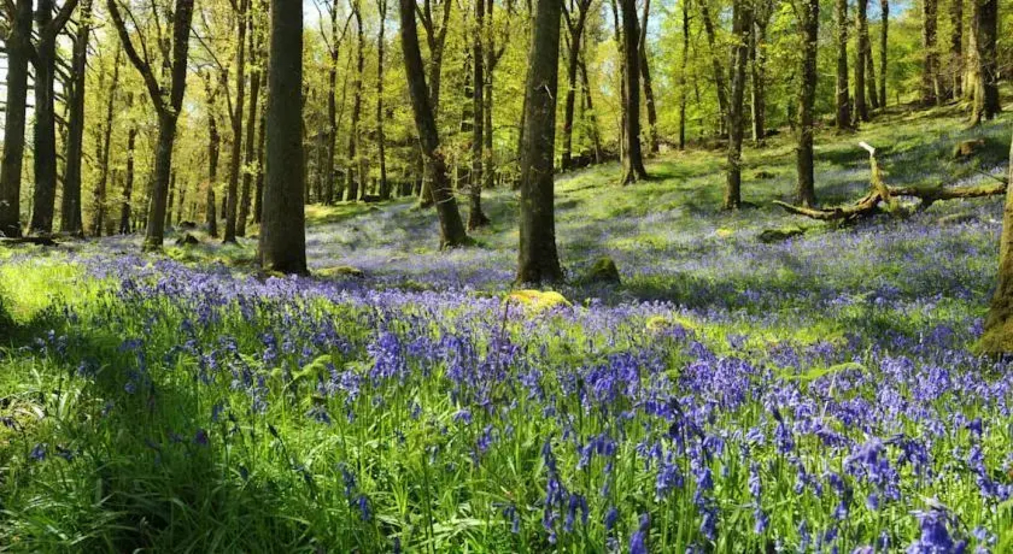 The Old Presbytery Hostel