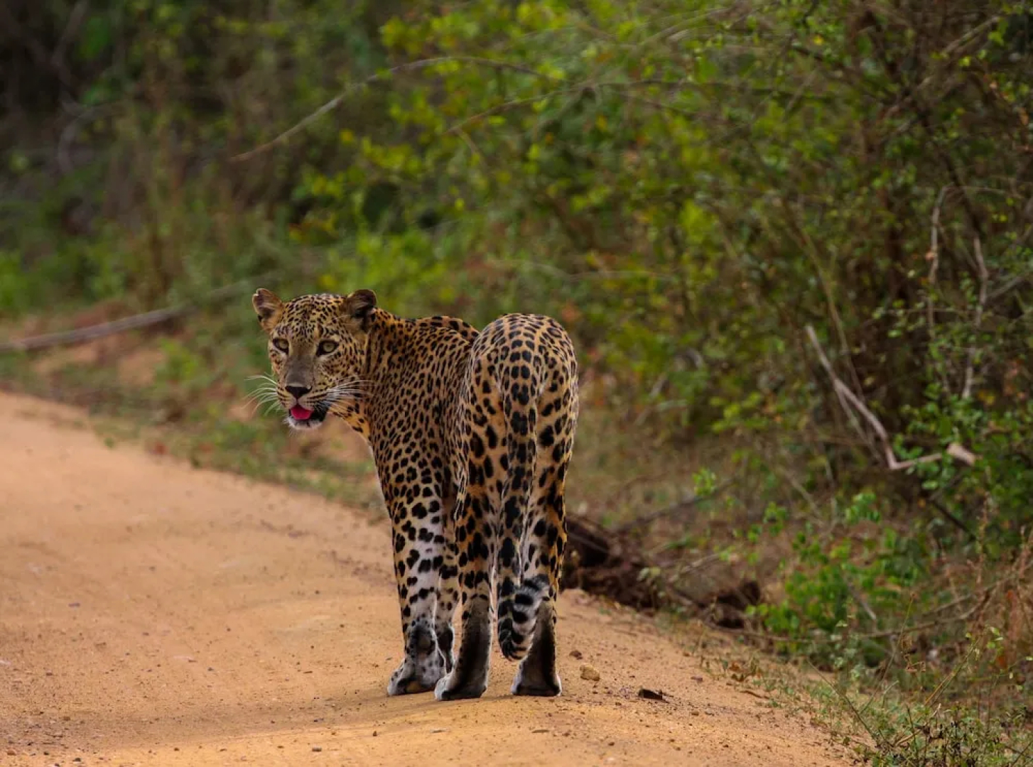Yala National Park Camping