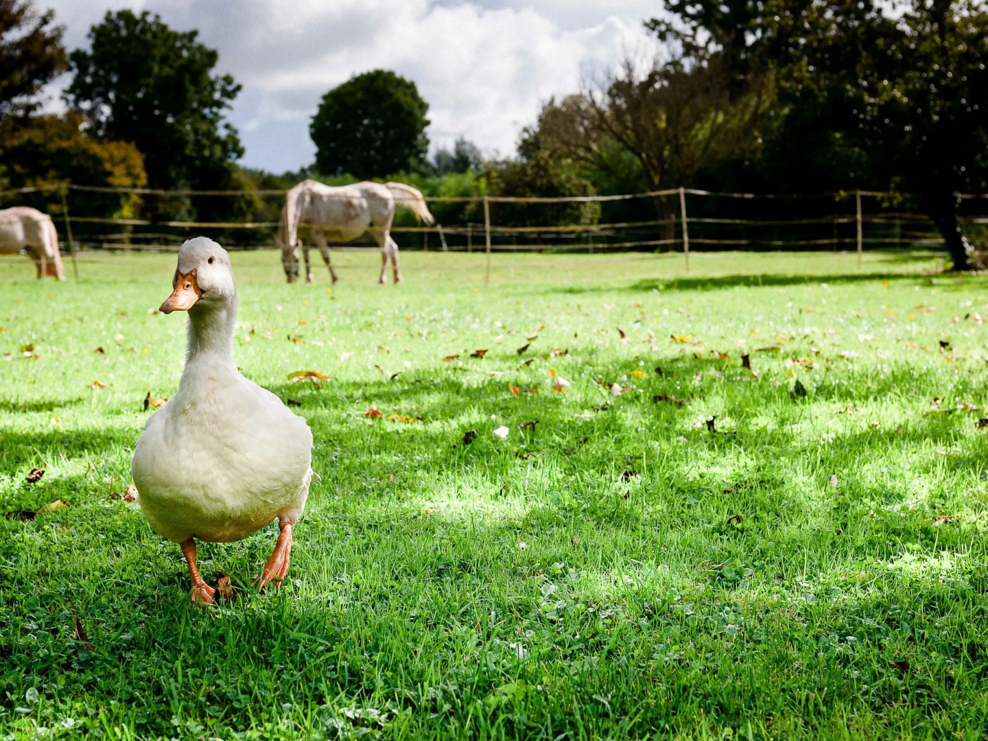 La Ferme D'ervée de Saint-Roch