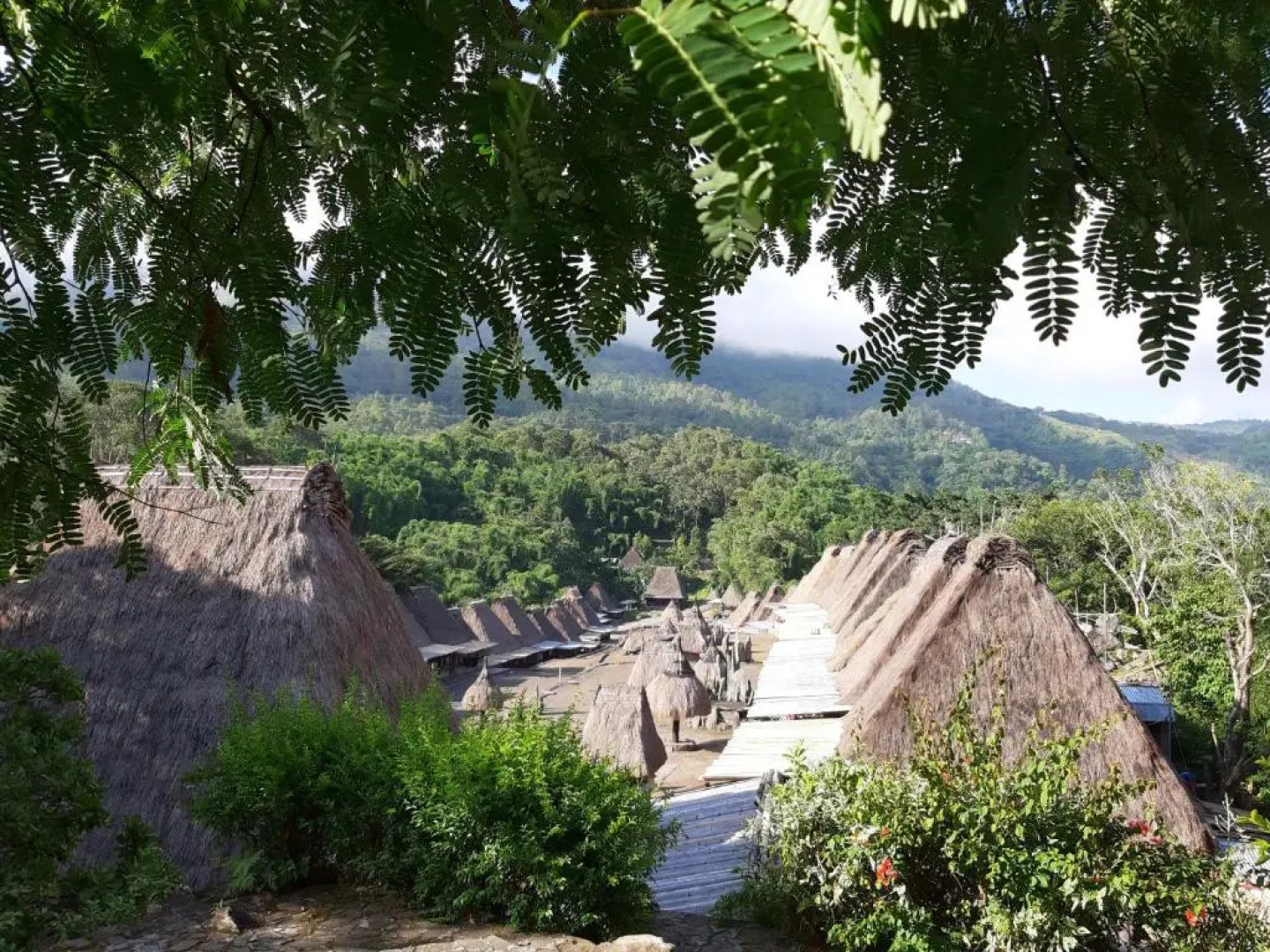 Manulalu Jungle