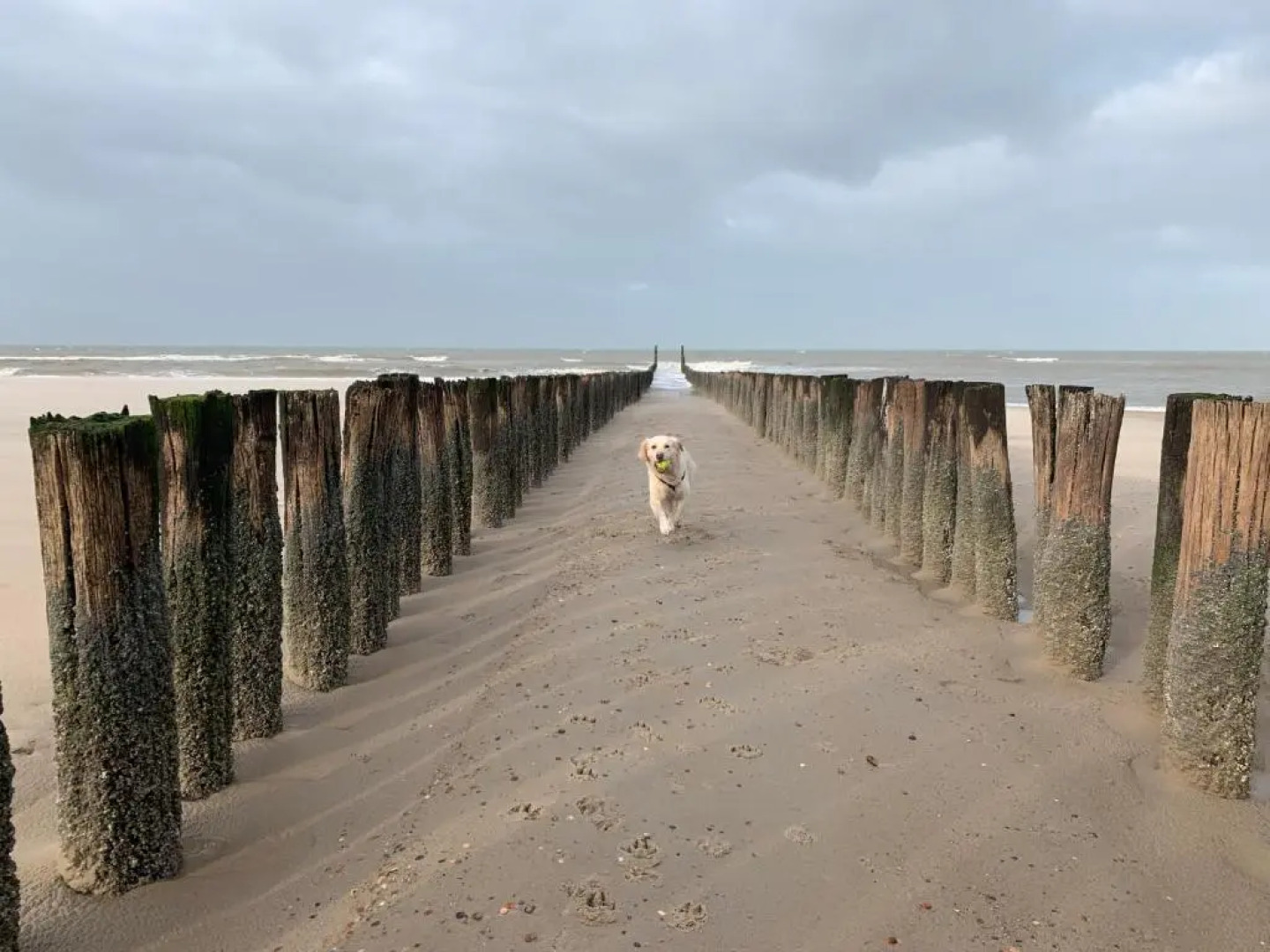 Luxe Chalet Jara JS17 Oostkapelle