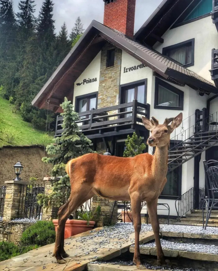 Pensiunea Poiana Izvoarelor