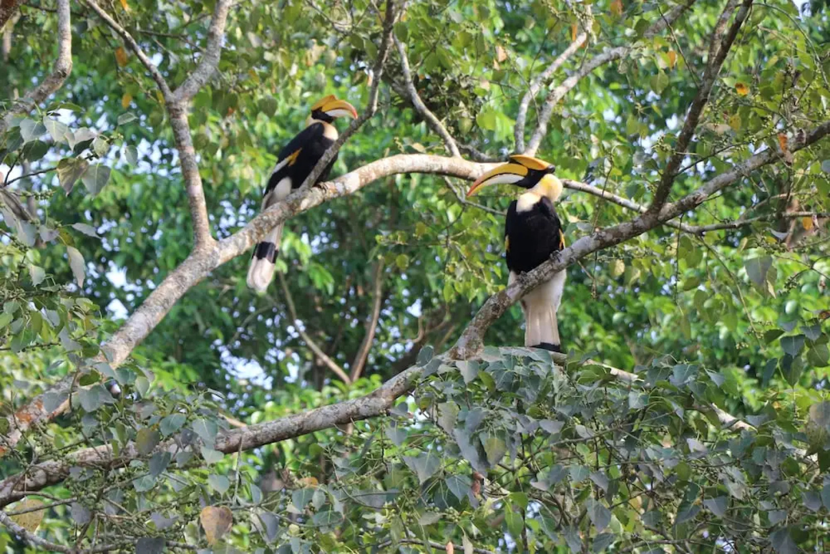 ROYALE de' CASA RESORT KAZIRANGA