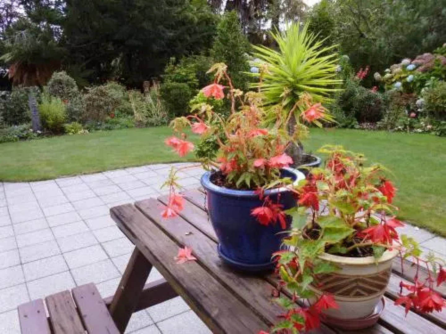 Maple House Homestay BB