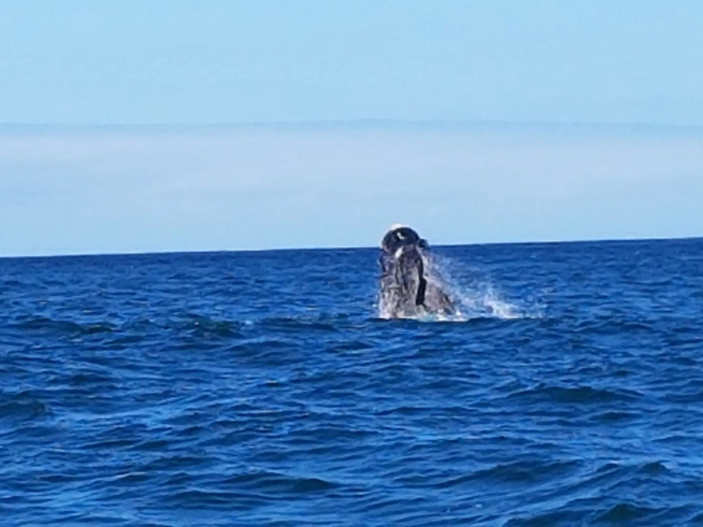 Royal Whale Watching