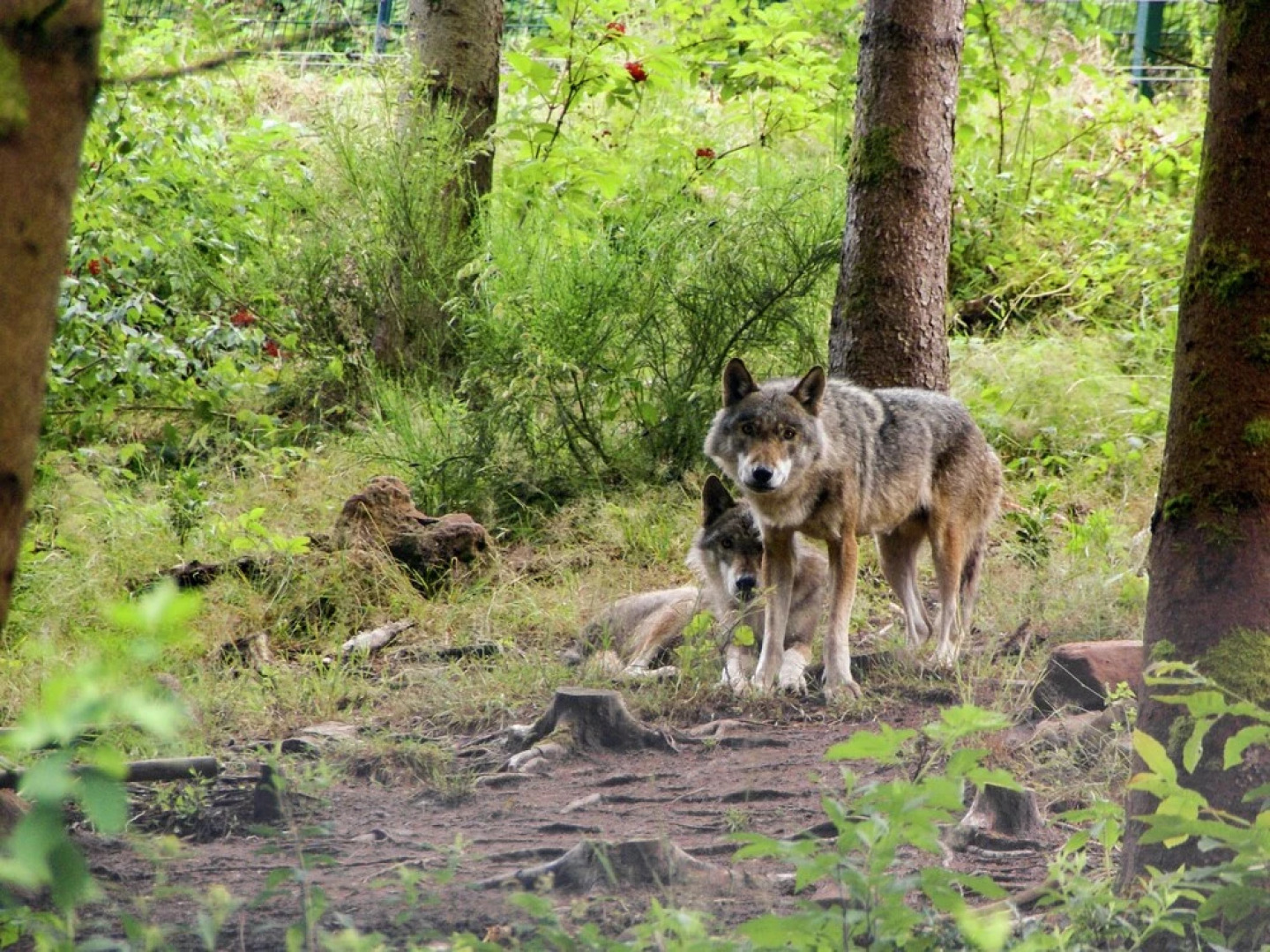Modern Apartment near Forest in Bad Rippoldsau