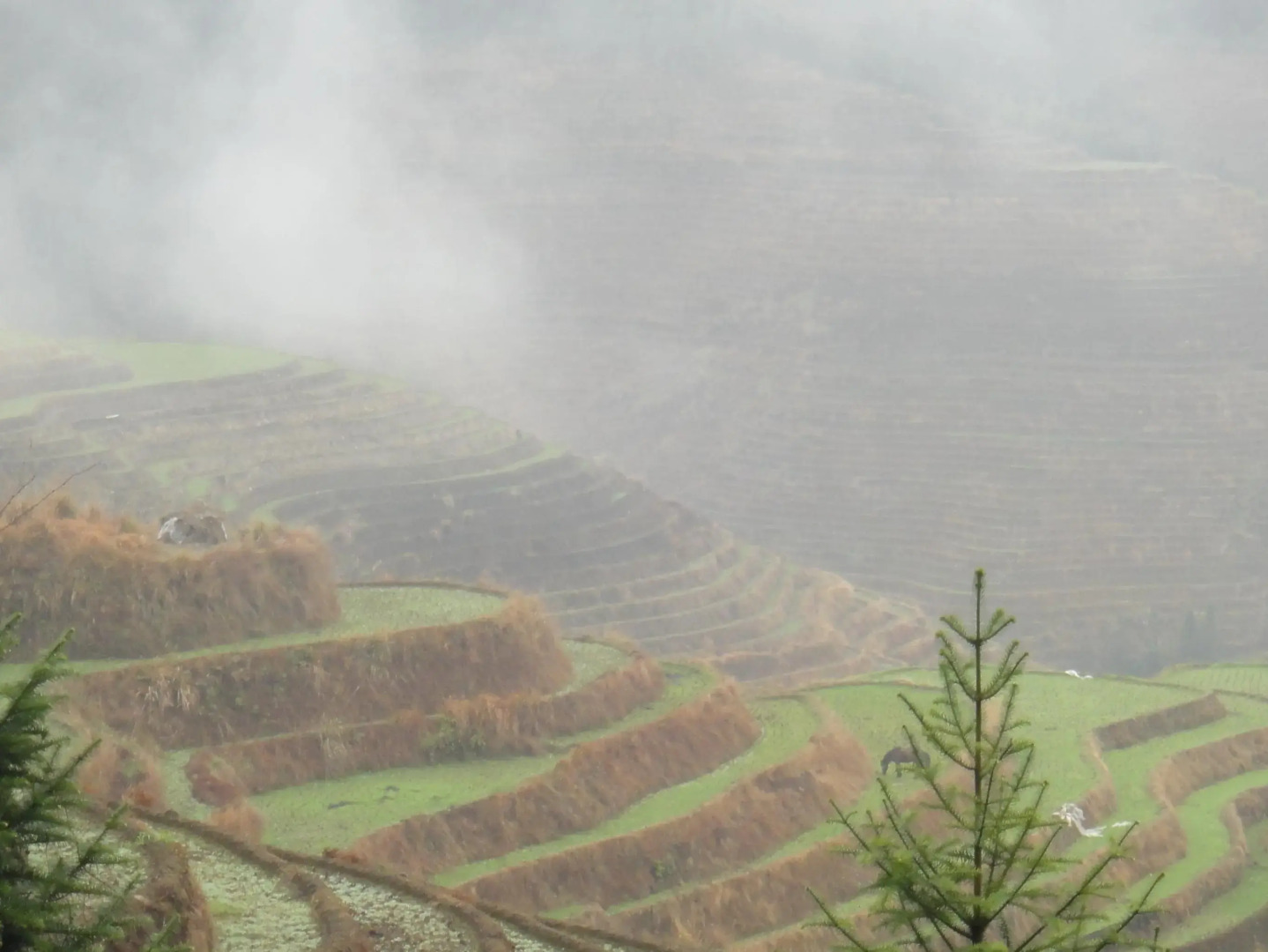 Longji Jinkeng Dazhai Hostel