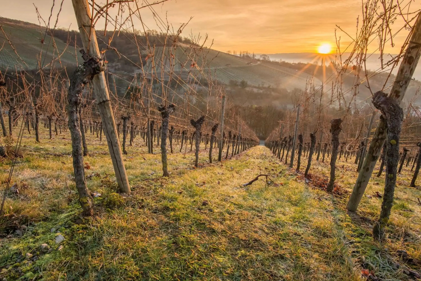 Weinstöckl Hochgrail pures sein