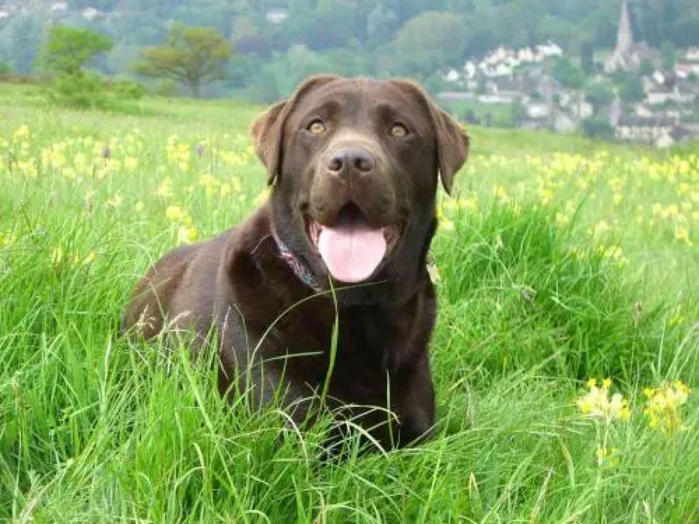 The Medieval Hall Apartment