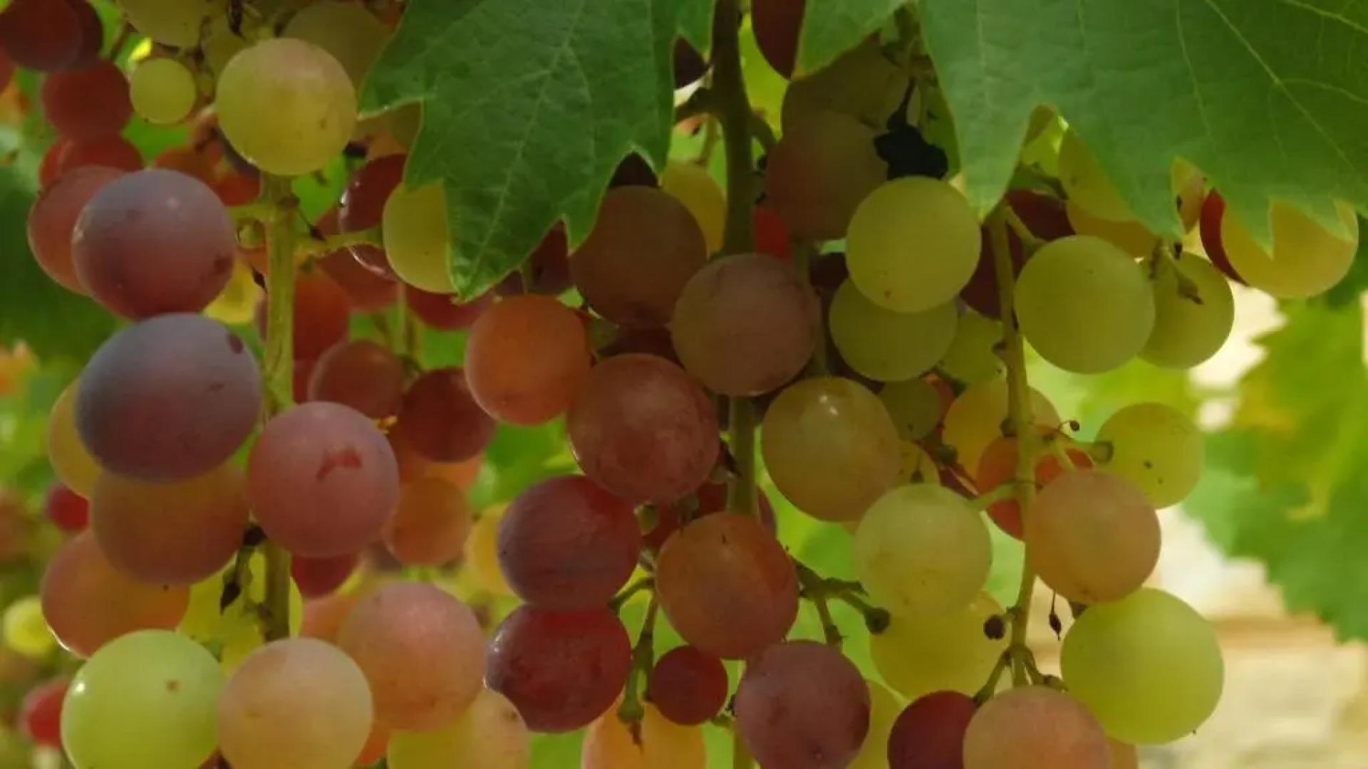 Le Balcon Des Jasses