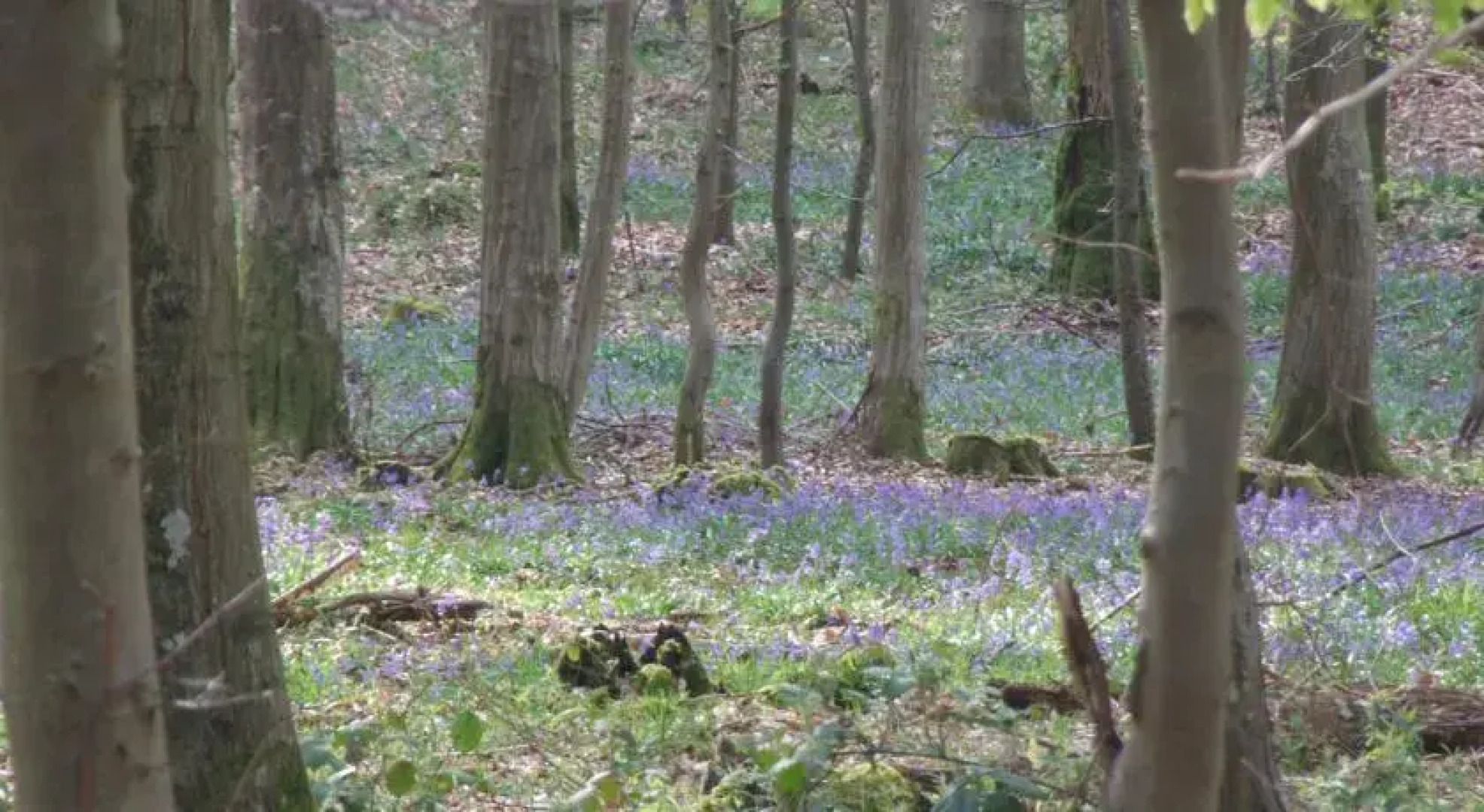 Chez le Coeur de Lion