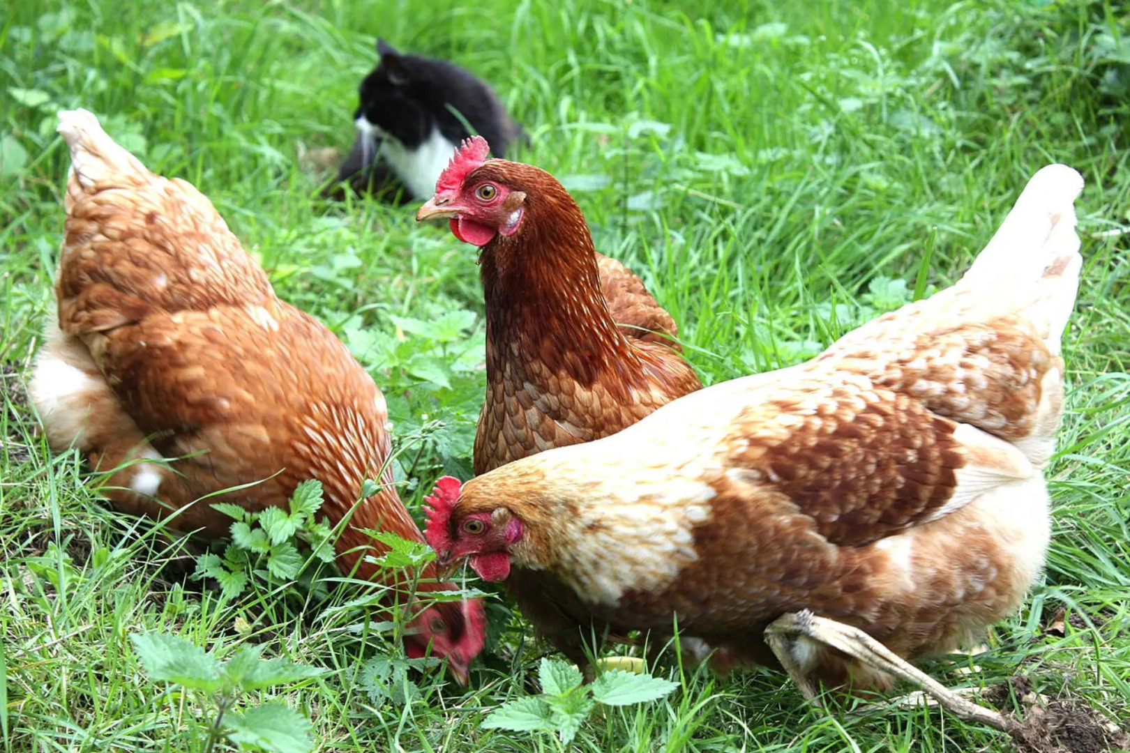 TerryGlass cottage with BBQ