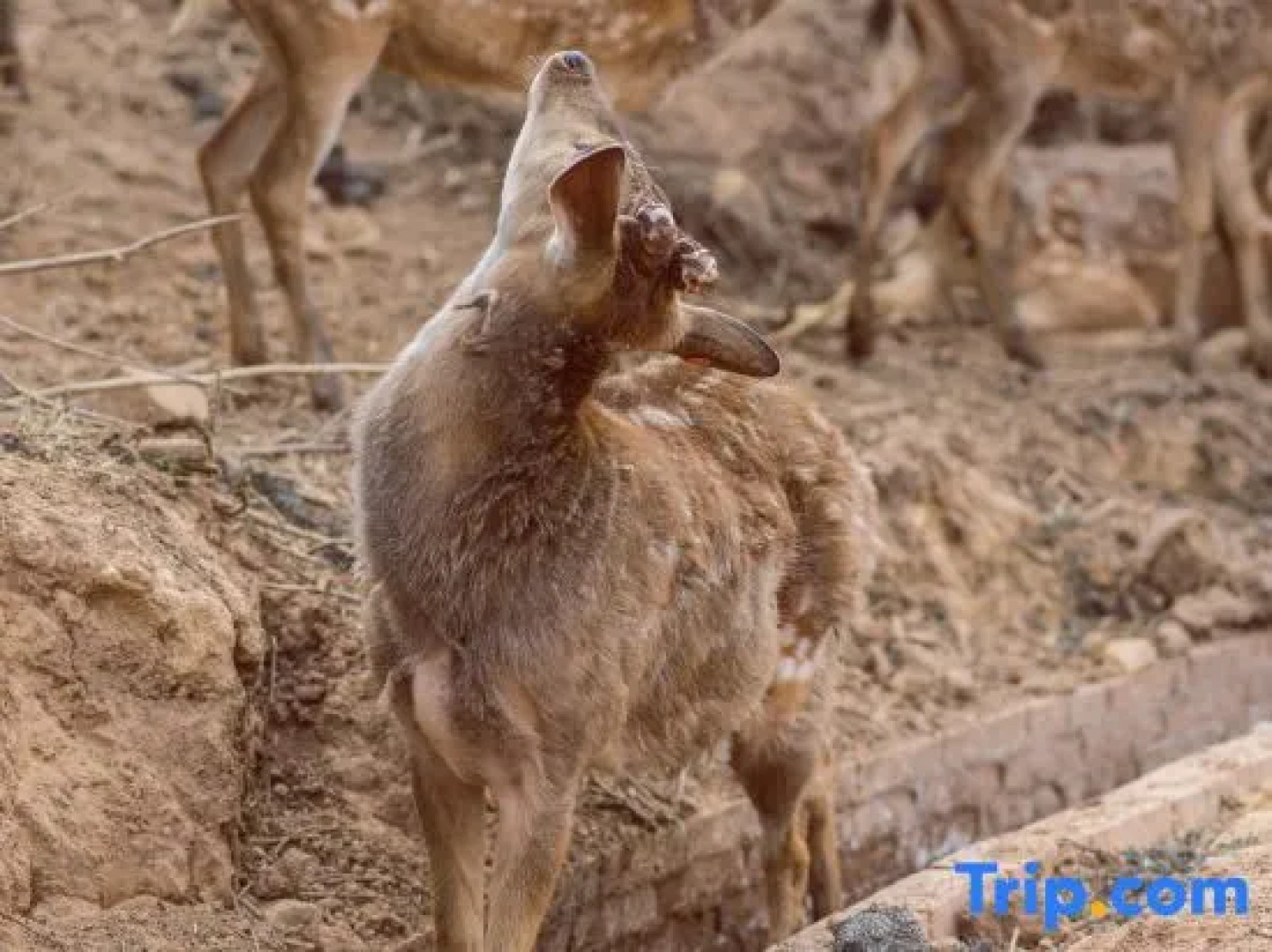 Pu'er Tea Garden Resort Hotel(Pu'er Tea Expo Garden)