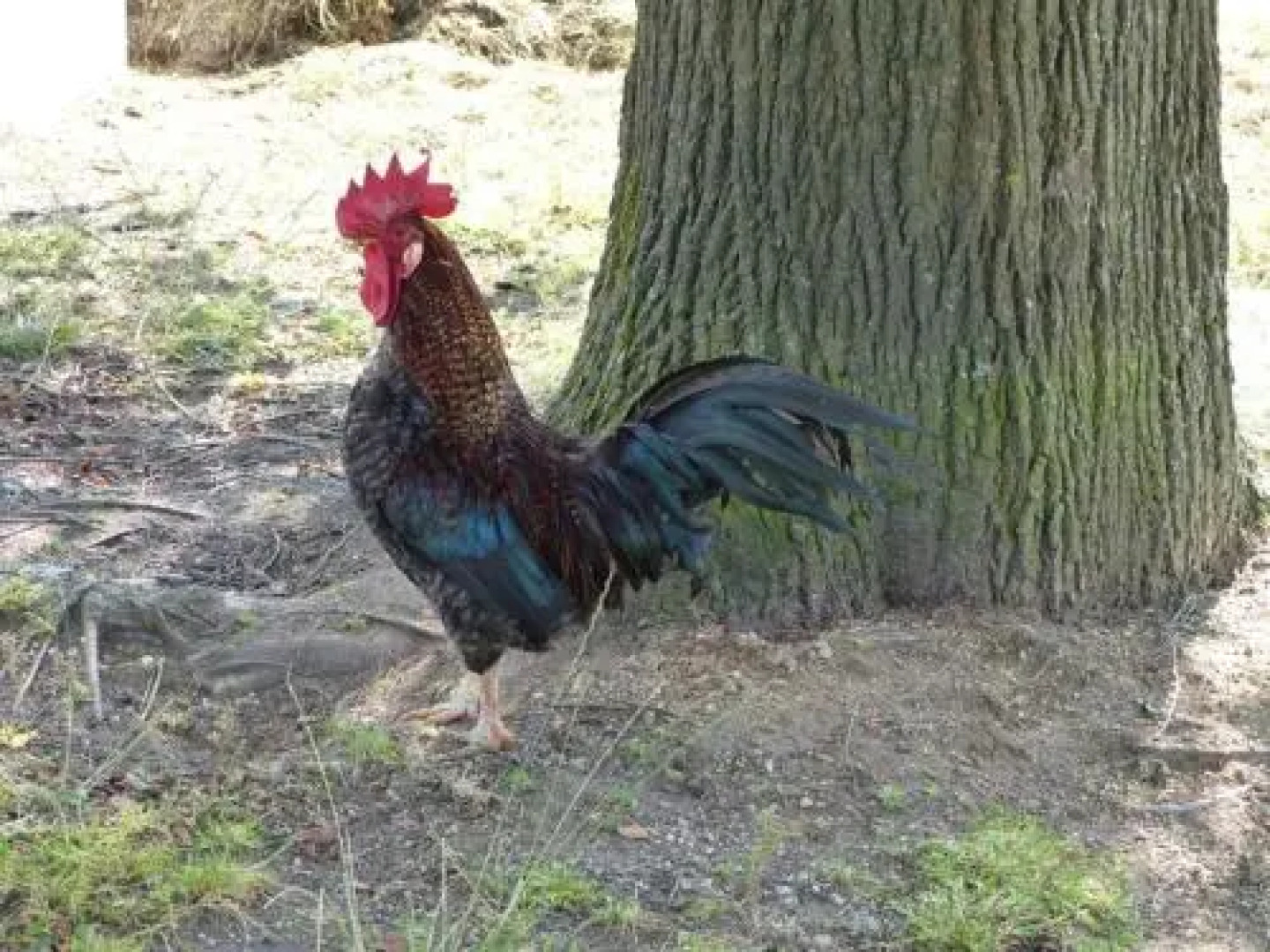 Strickerhof Göttl (Altreichenau) Urlaub auf dem Bauernhof