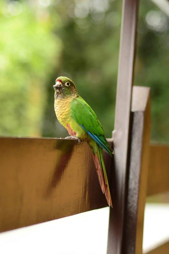 Kaliman Campos do Jordão