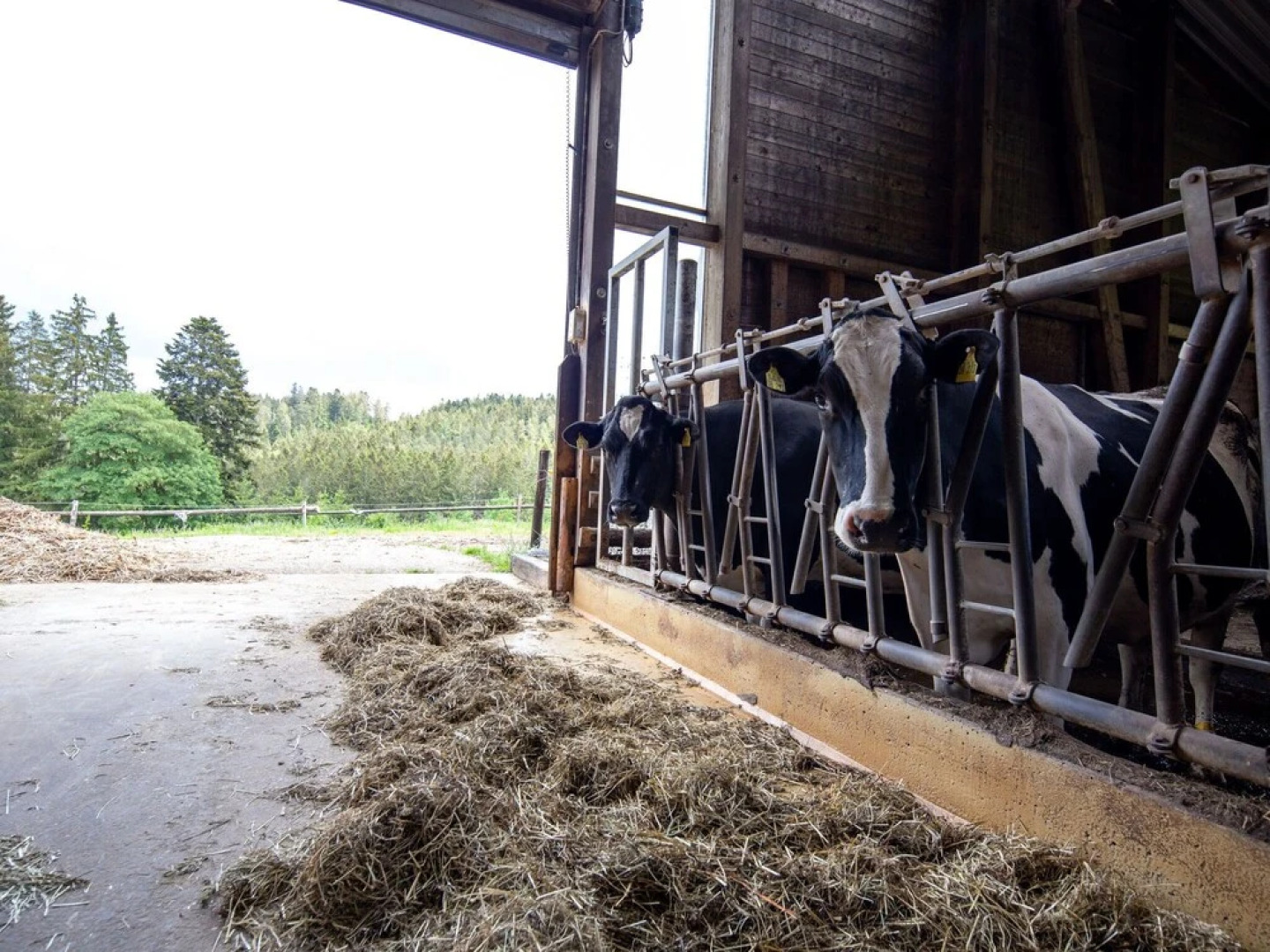 Stunning Apartment in Hornberg-reichenbach With Balcony