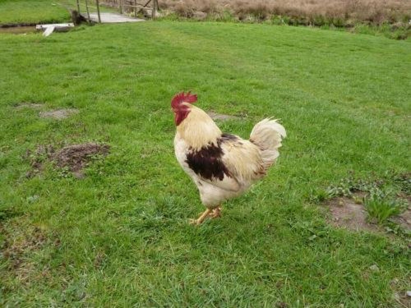 Landgasthaus Am Frauenstein