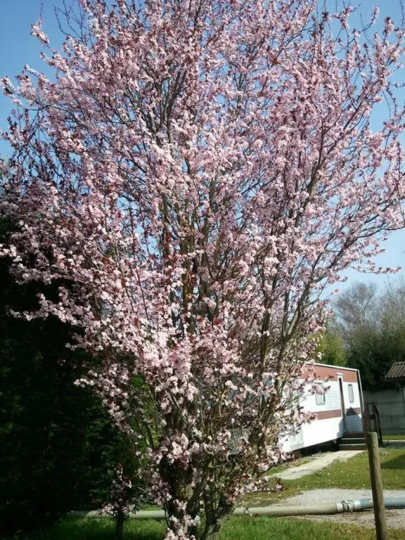 Camping Pomme de Pin