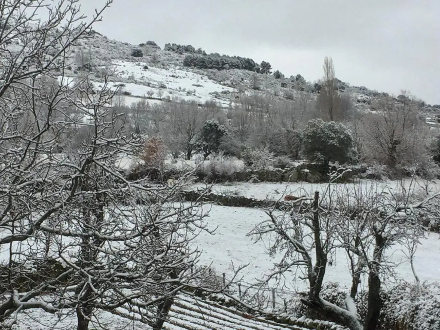 La Higuera Y El Nogal