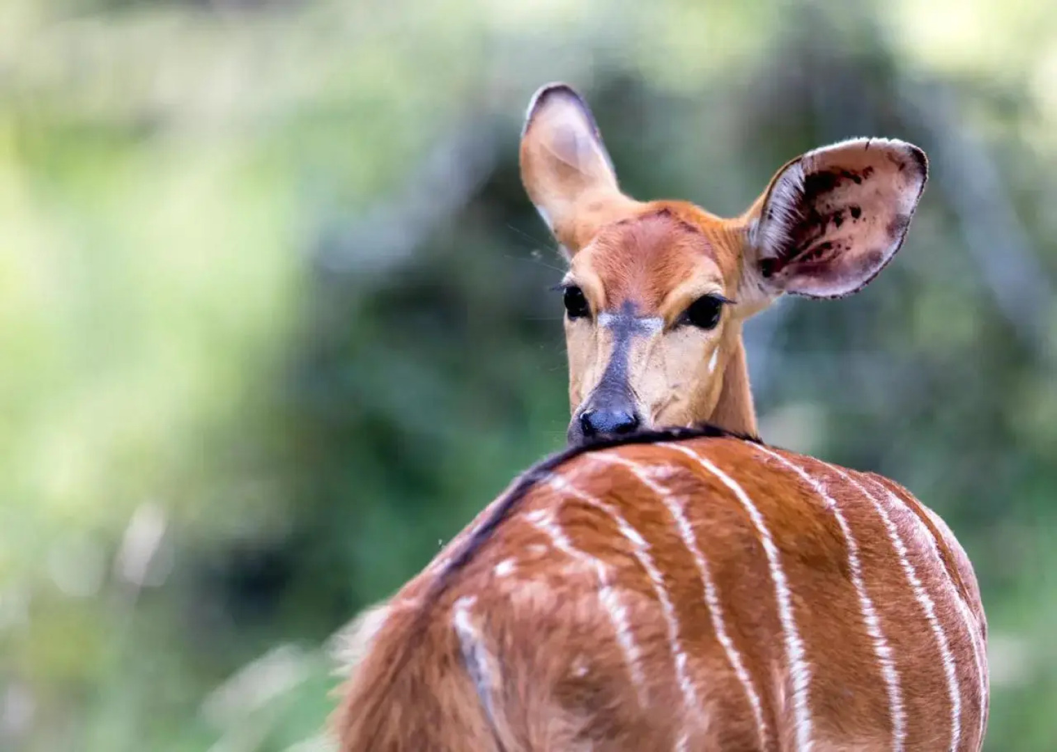 Royal Thonga Safari Lodge