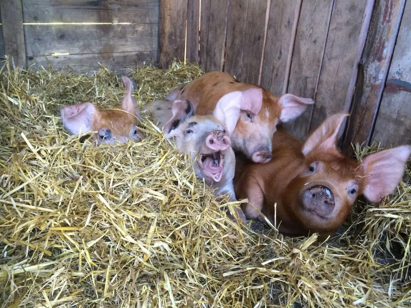 Stormyrbergets Lantgård