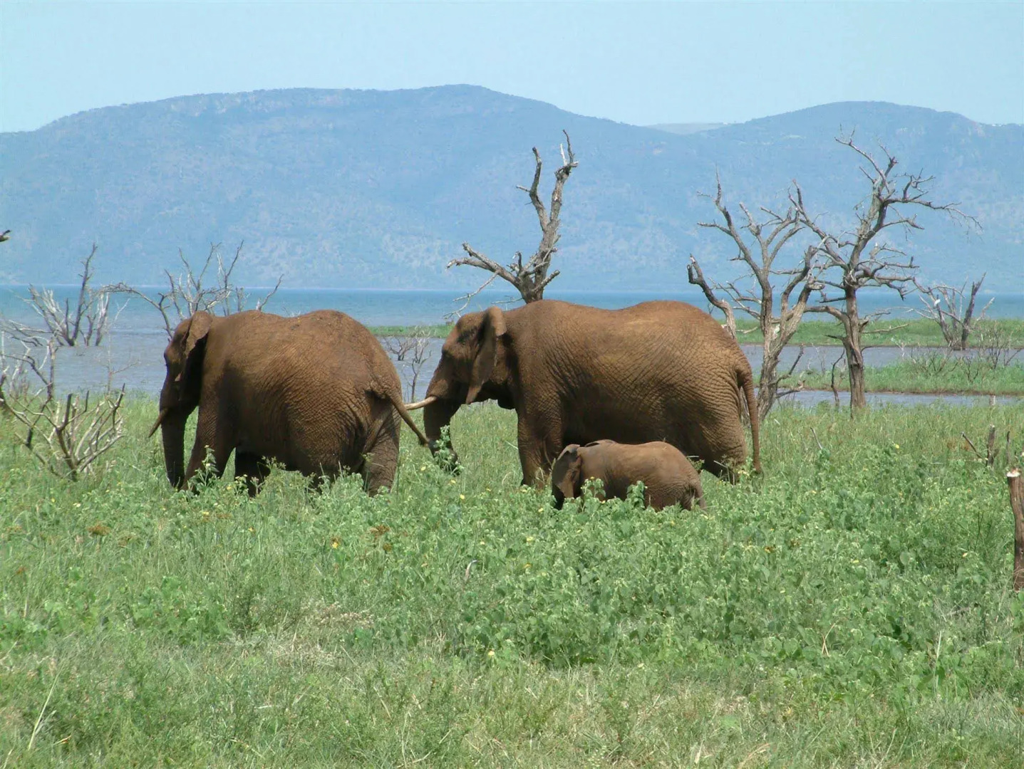 Africamps at White Elephant Safaris