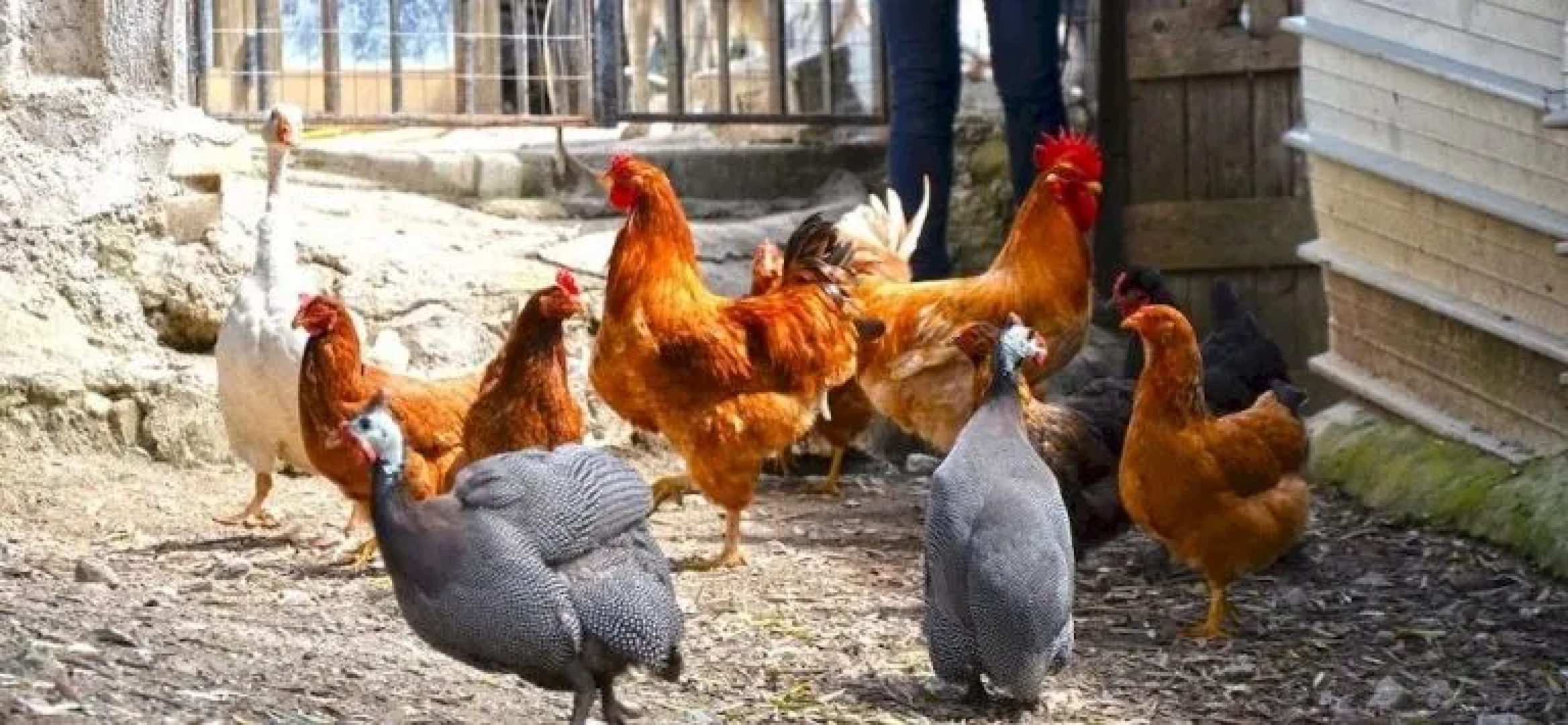 Il Poggio Del Cardinale