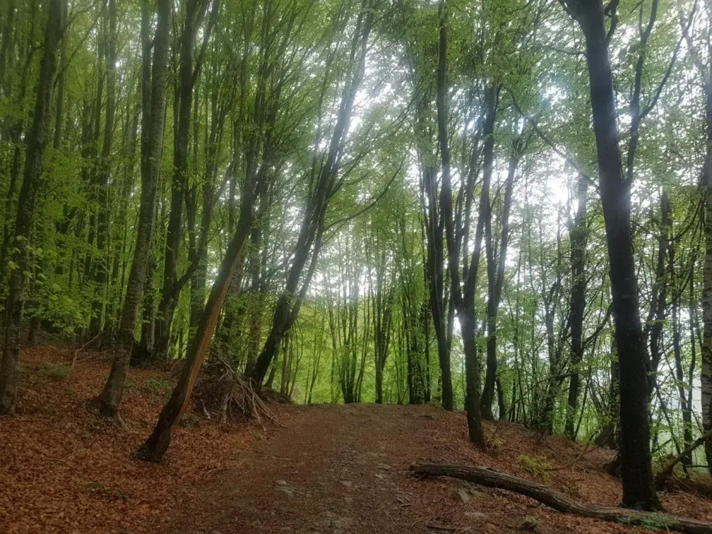 Santuari de la Salut de Sant Feliu de Pallerols