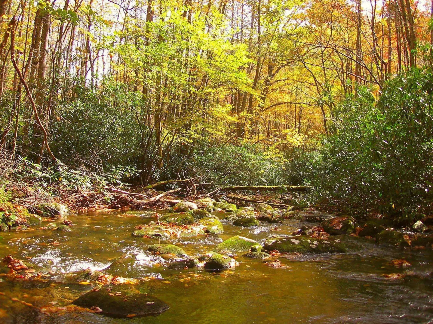 The Owl's Perch (5 inch clearance needed)