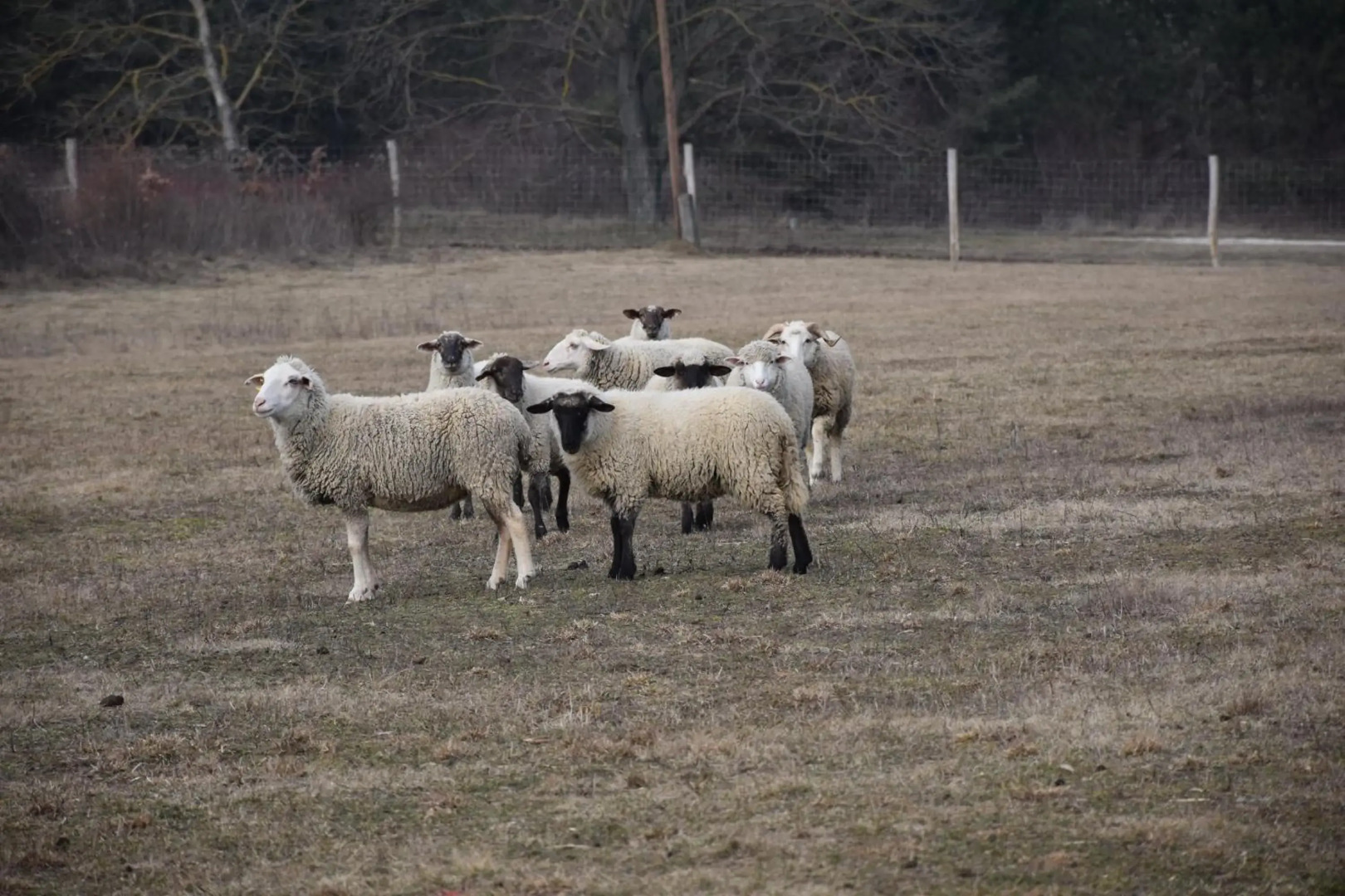 Pilikán Apartments - Park - Vineyard & Sheep farm