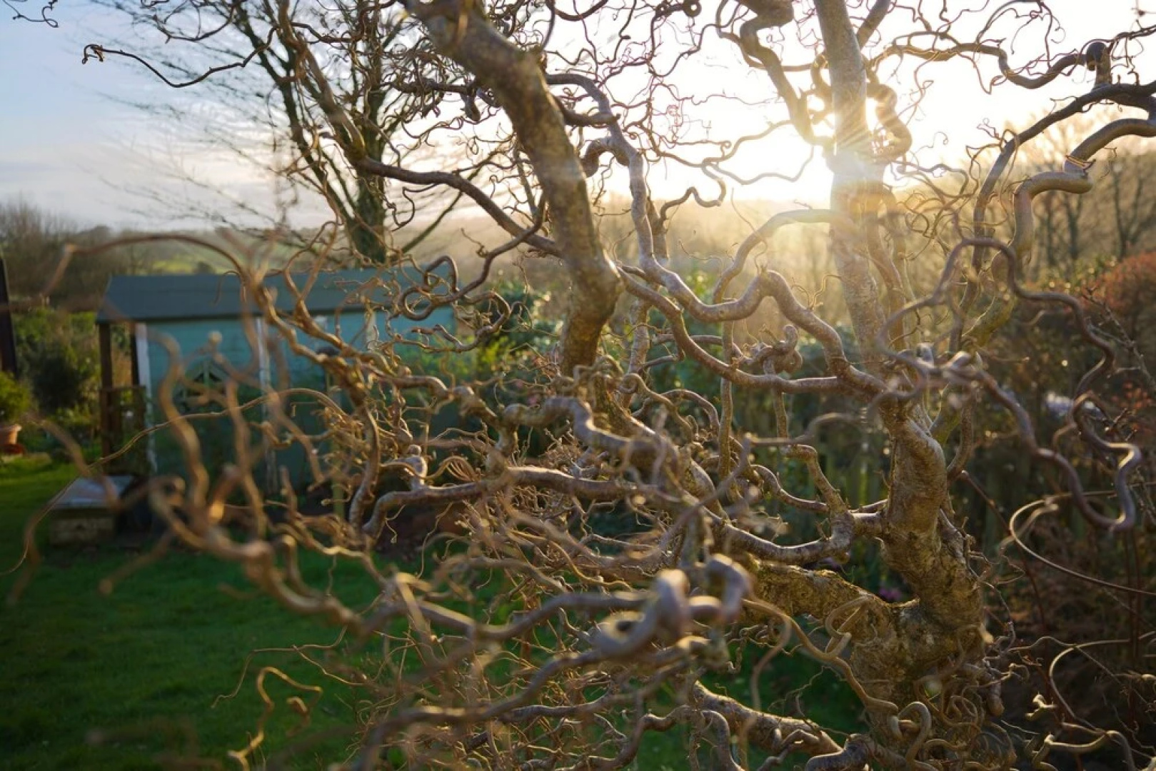 Vine Cottage B&B