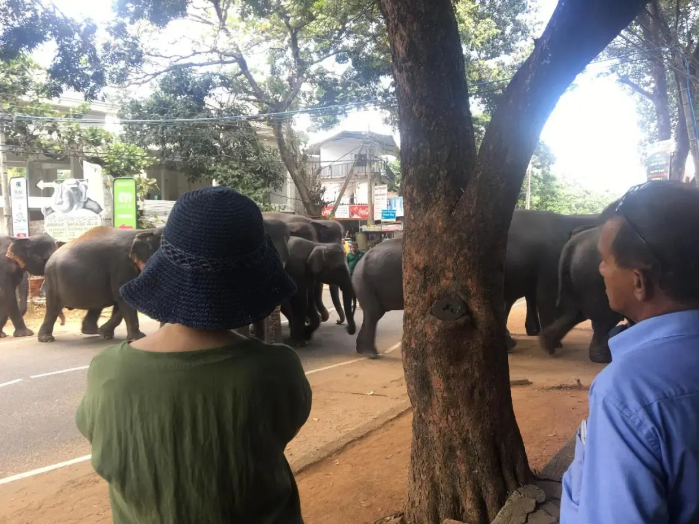 Green Leaves Garden - Pinnawala
