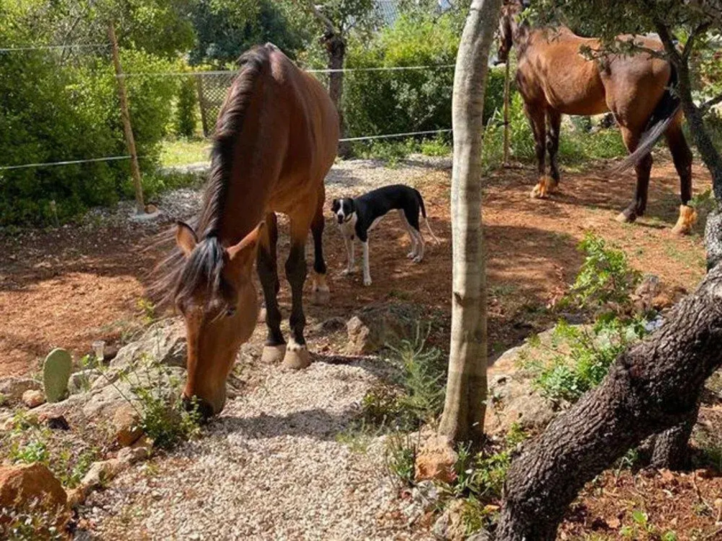 Tiny House Loule Algarve