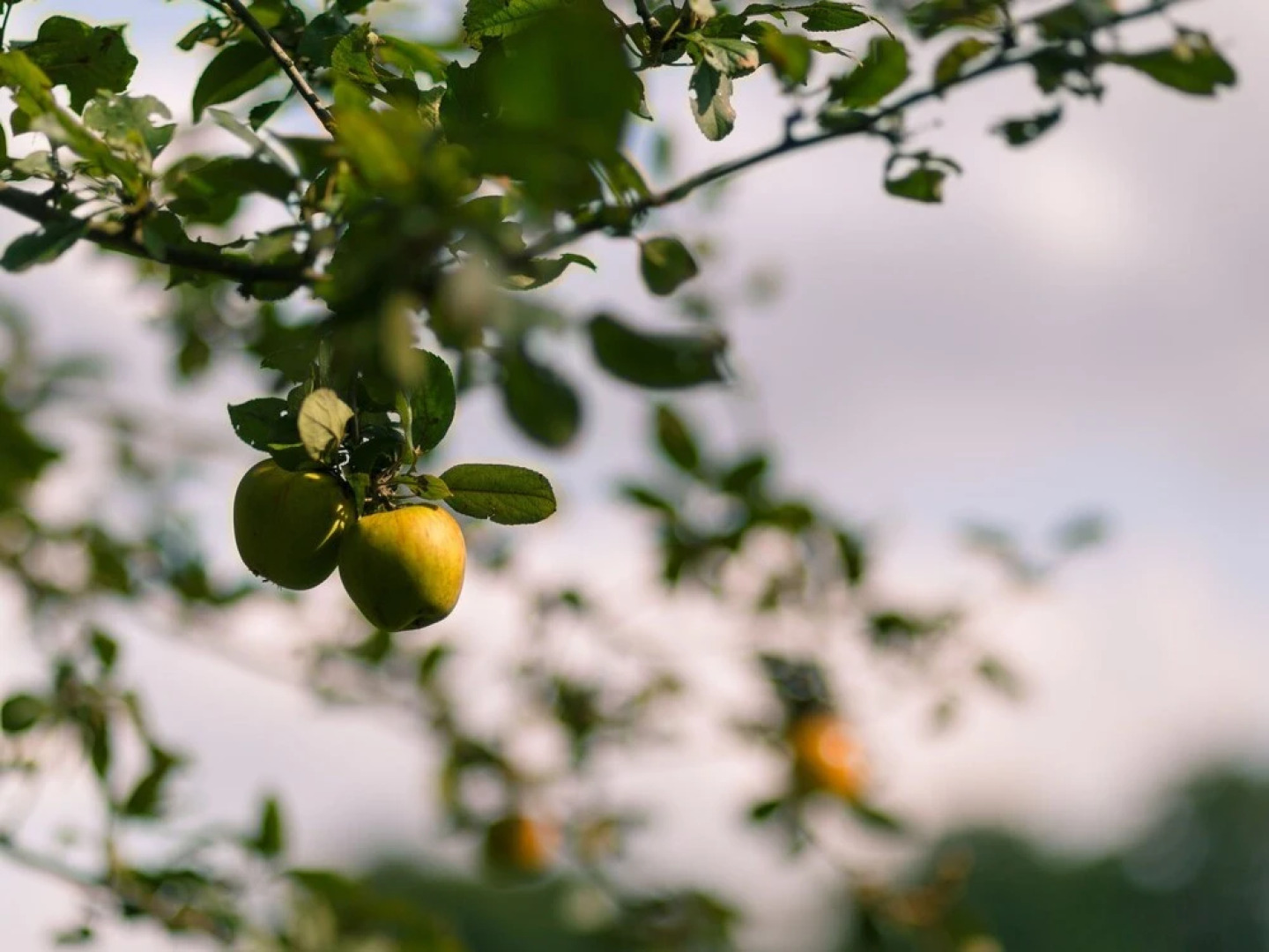 Tent Lodge With Dishwasher in Twente