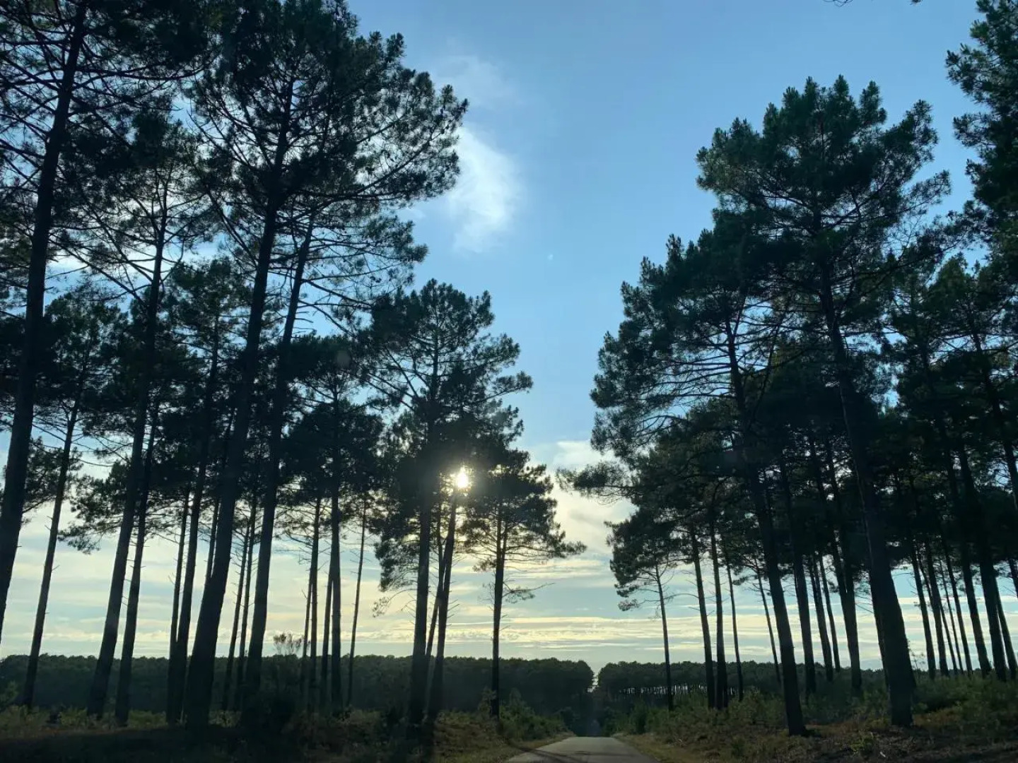 L estanguet maison octogonale en forêt